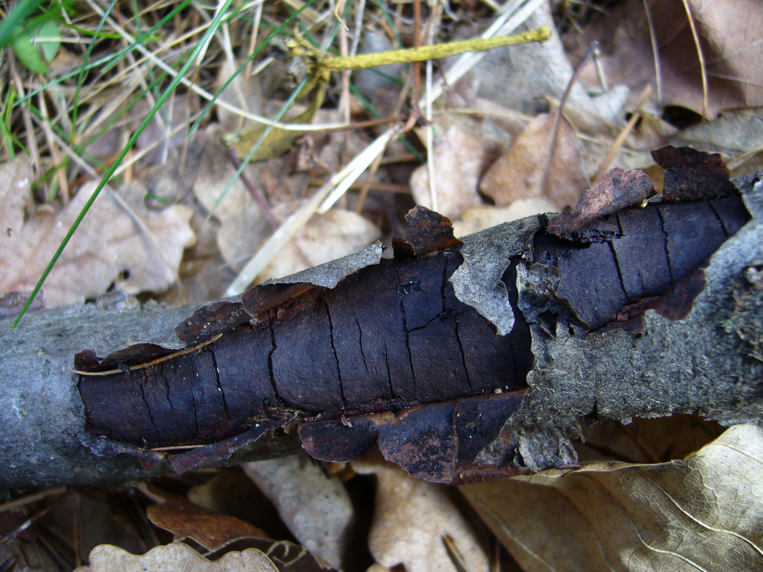 08062018191446 3729 art 2241 diatrype stigma2.mattersburgstornpill