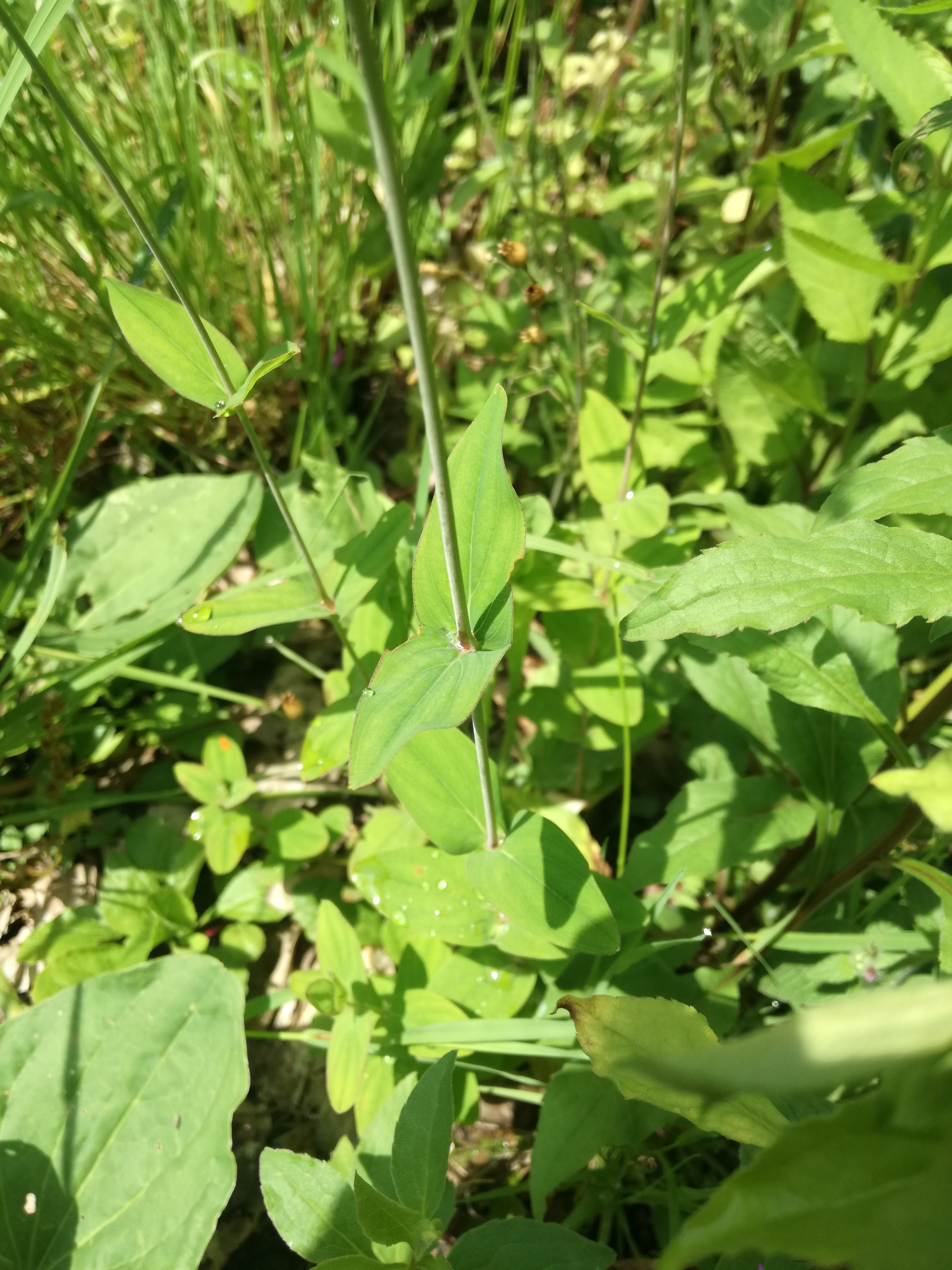 08062018202607 3731 art 2242 img 20180608 102942