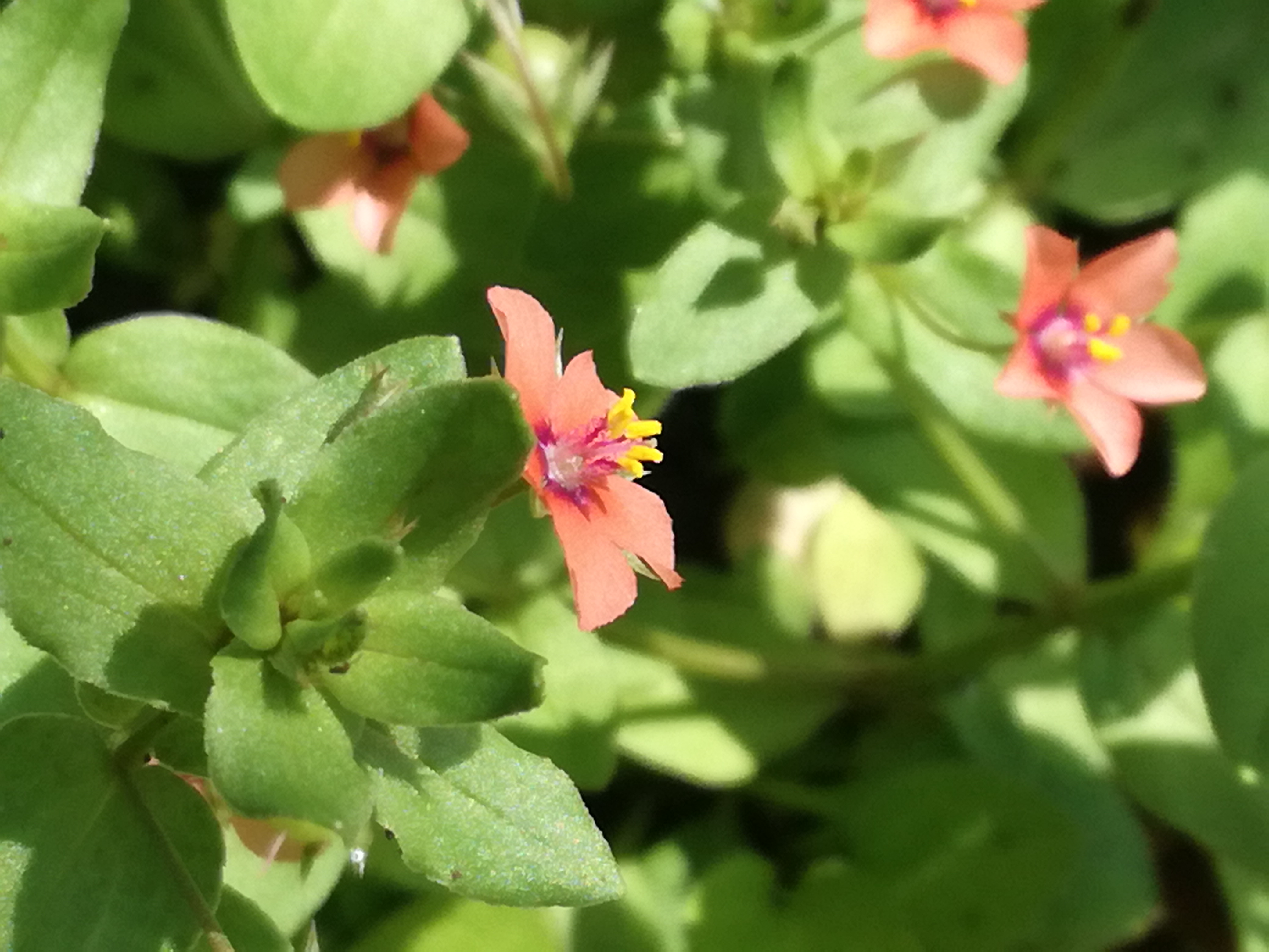 08062018203810 3732 art 2243 img 20180608 103831