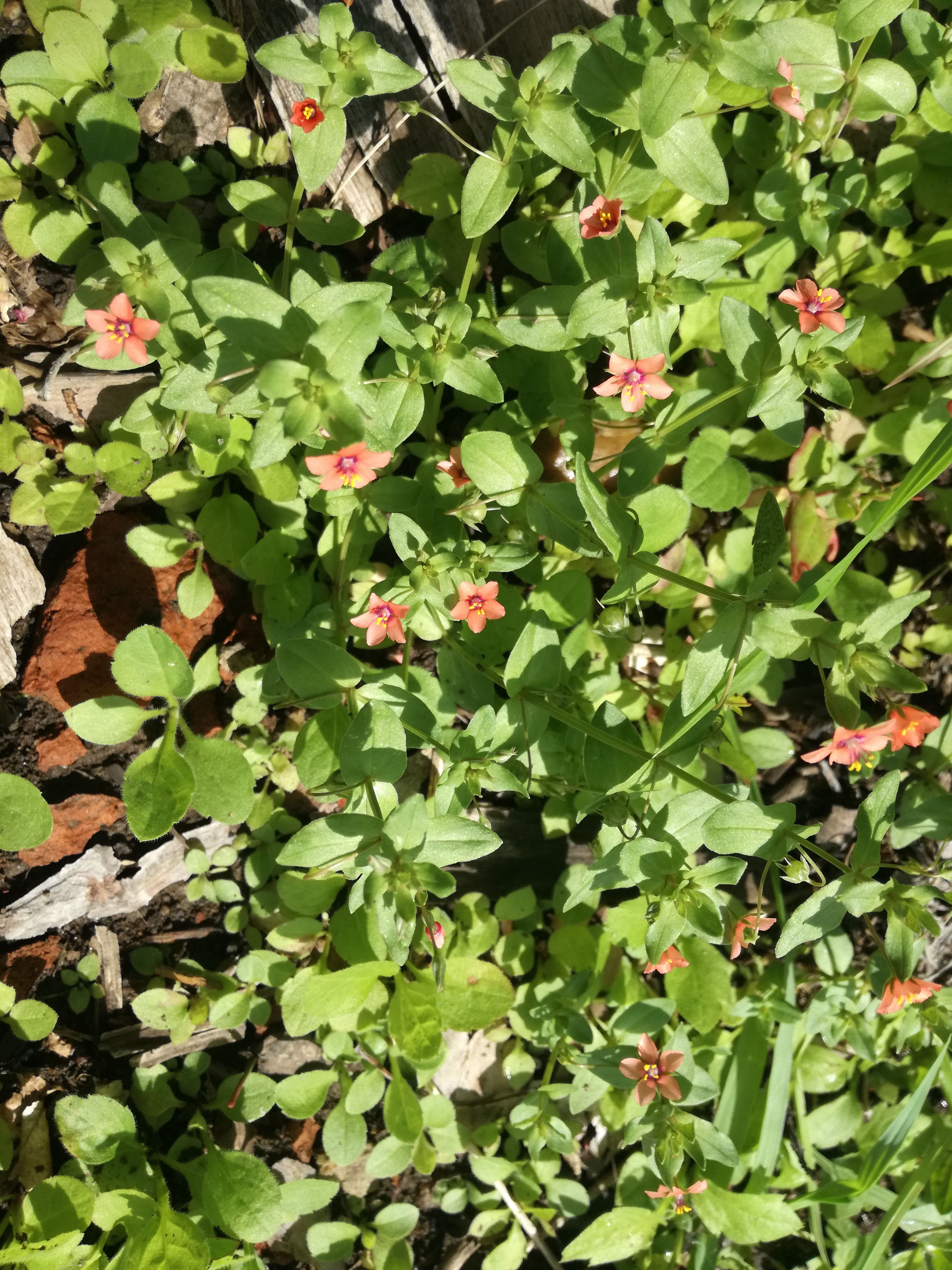 08062018203901 3733 art 2243 img 20180608 103817