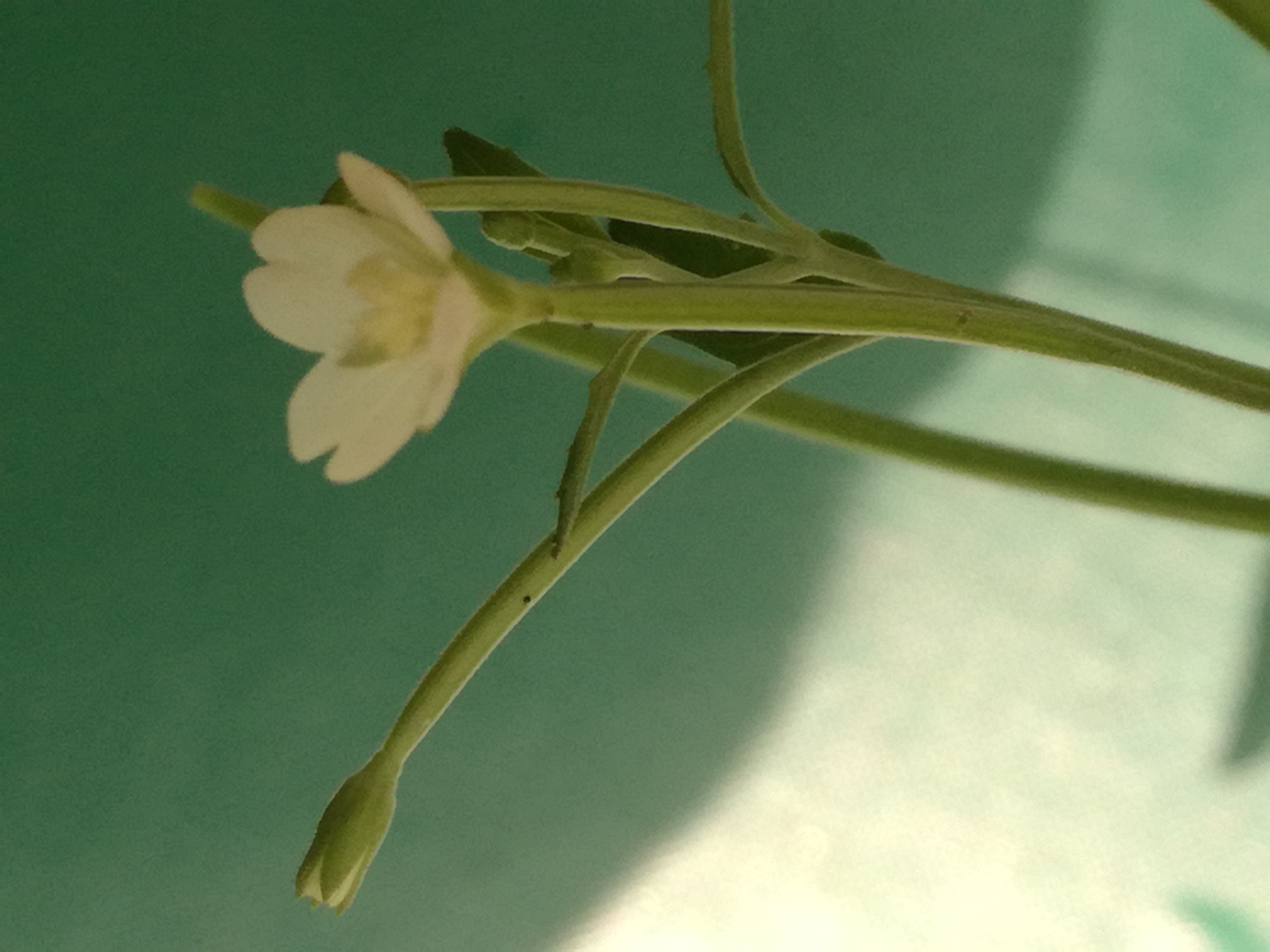 08062018205530 3735 art 2244 img 20180608 114152