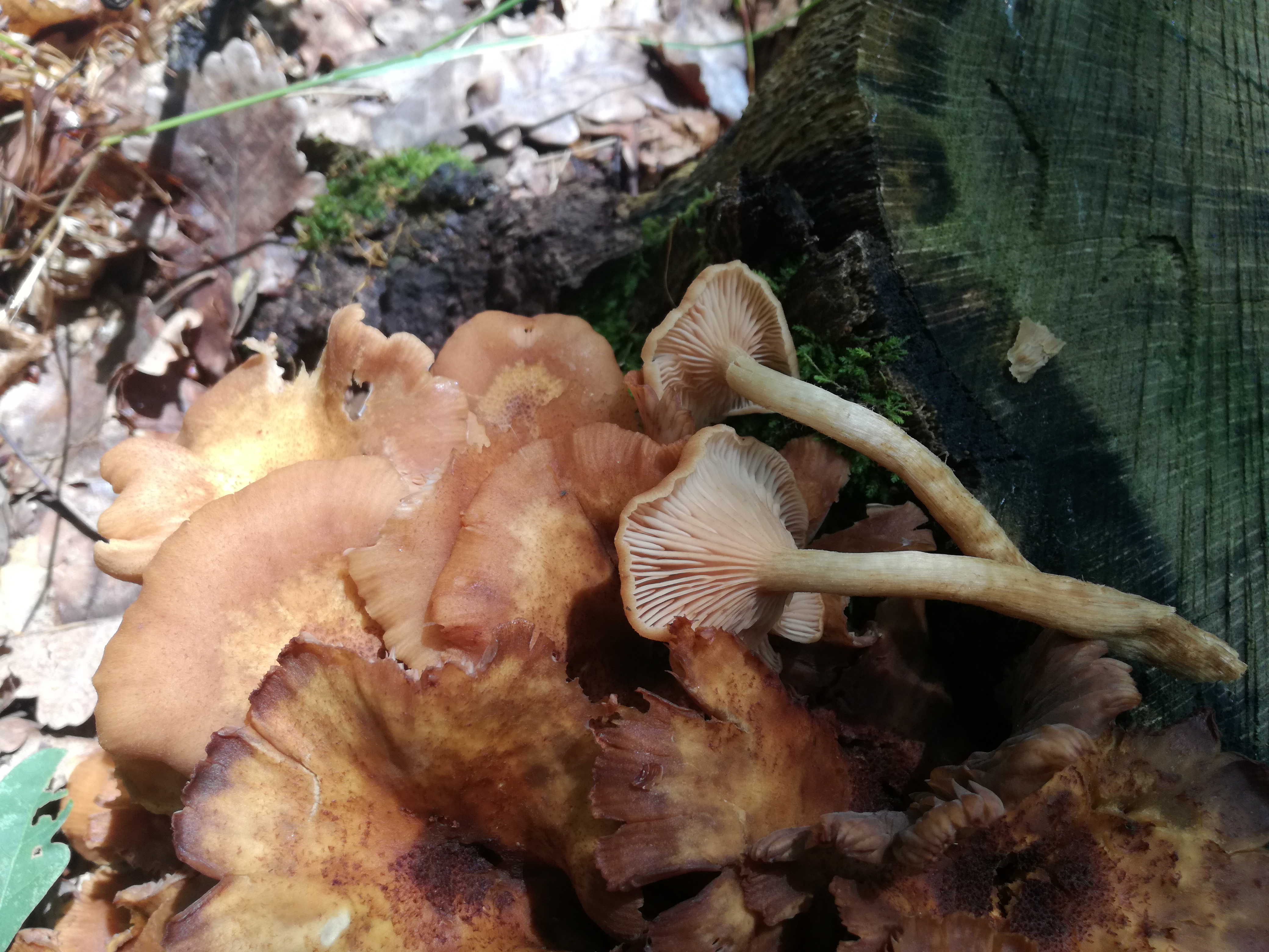 08062018210759 3737 art 283 img 20180608 113334