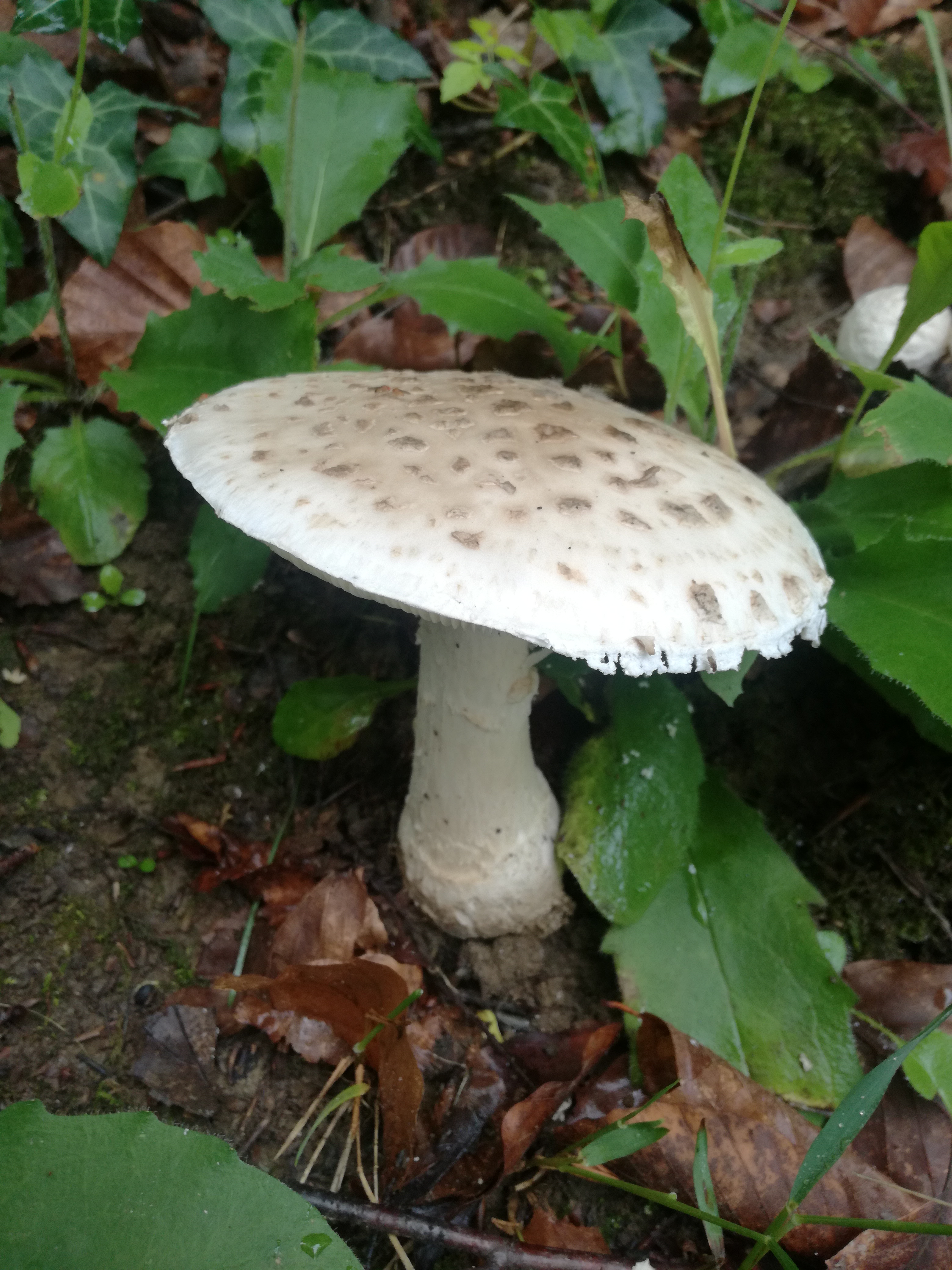 08062018212013 3738 art 2246 img 20180608 093836