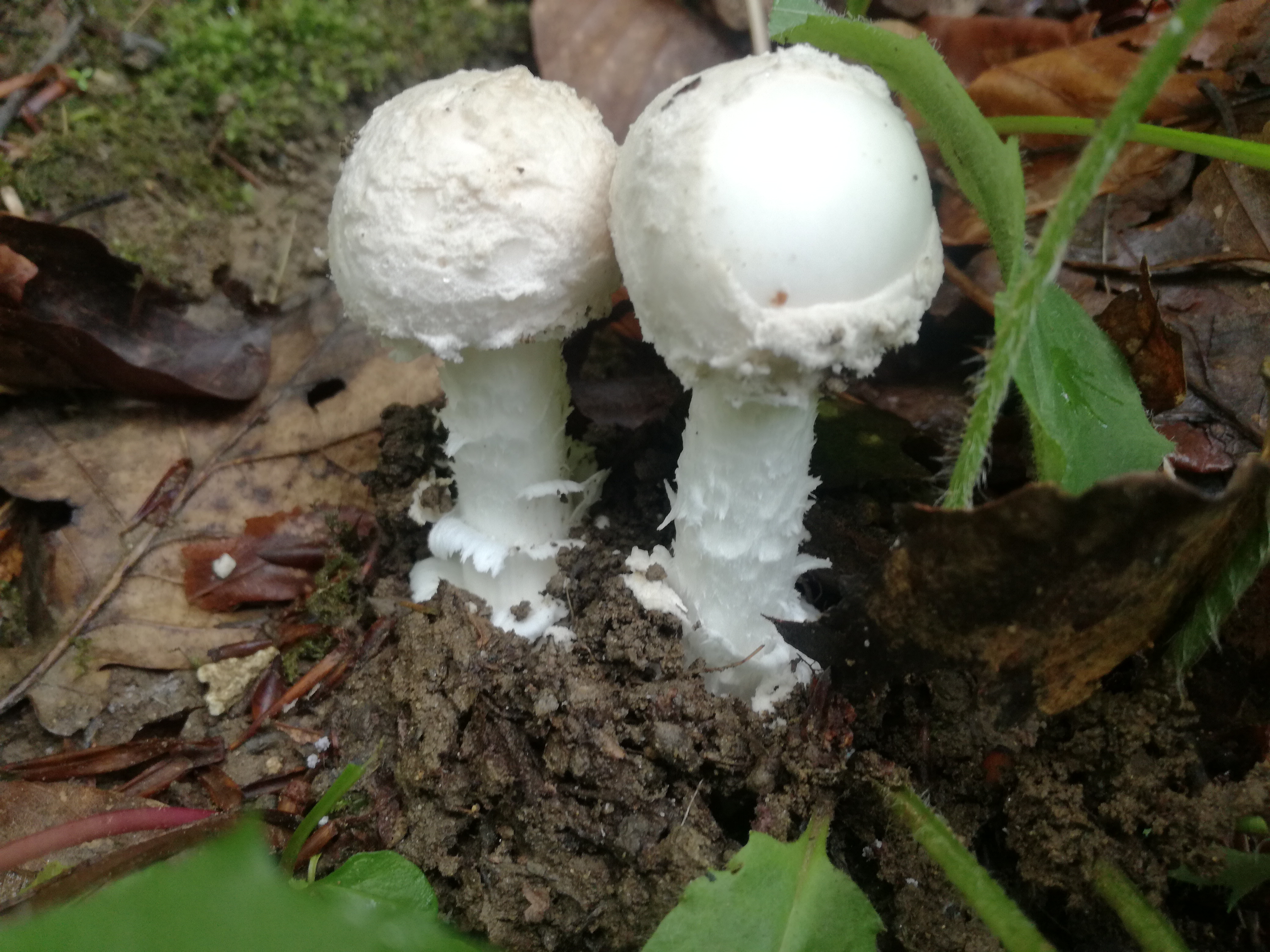 08062018212059 3739 art 2246 img 20180608 093902