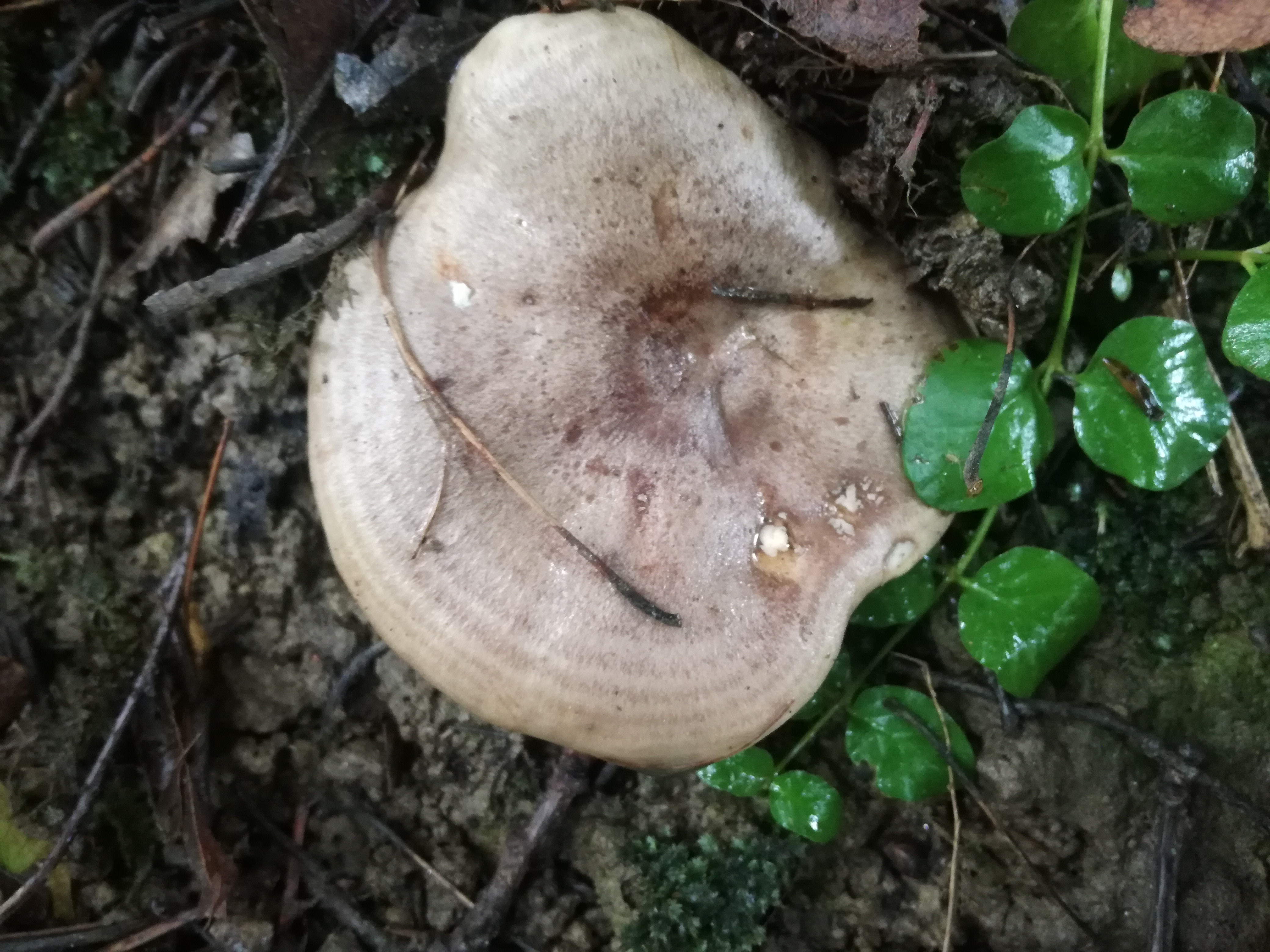 08062018212316 3740 art 2091 img 20180608 093559