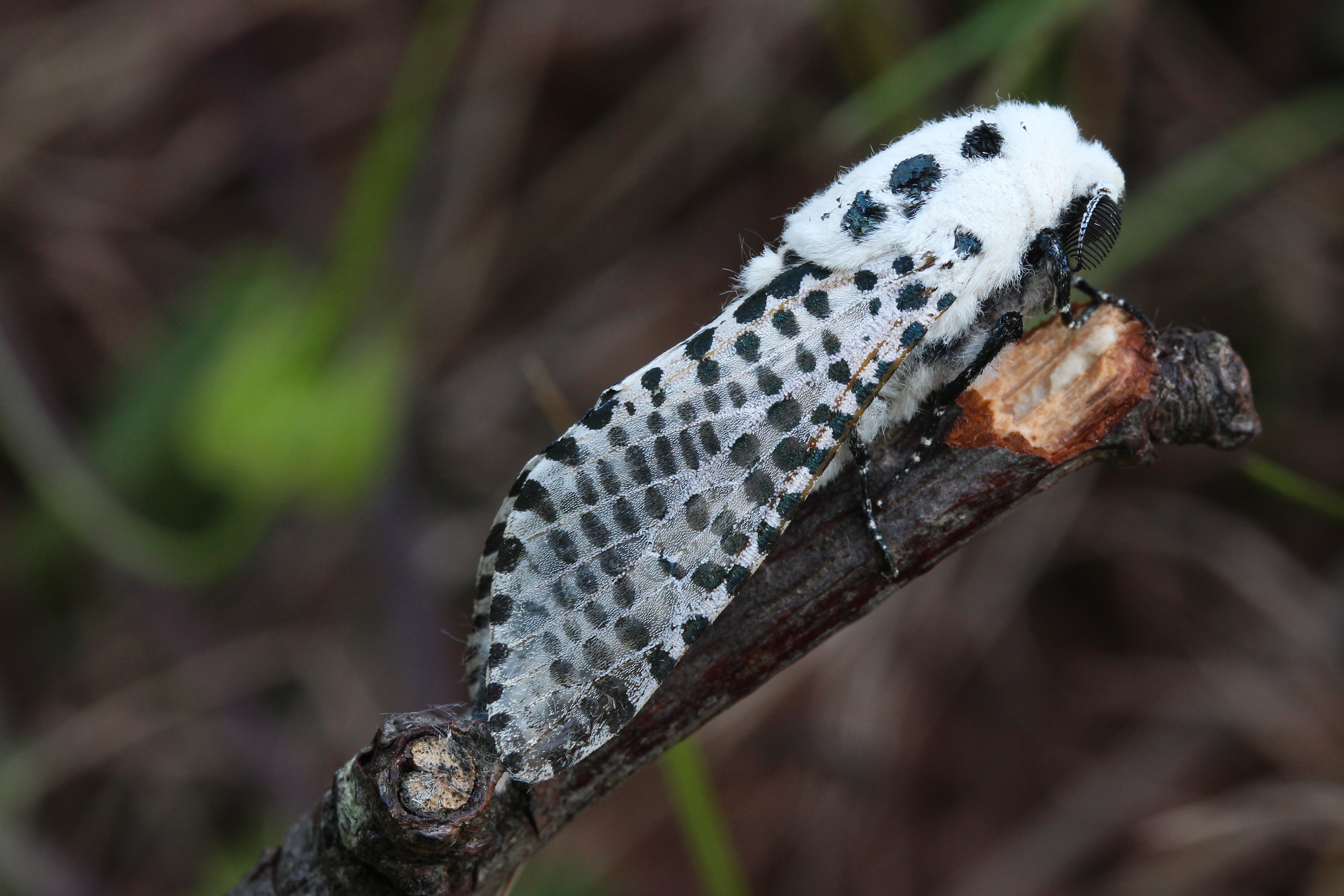 08082013174156 1258 art 676 zeuzera pyrina 18