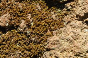 08082013175106 1259 art 1133 didymodon dsc 0248