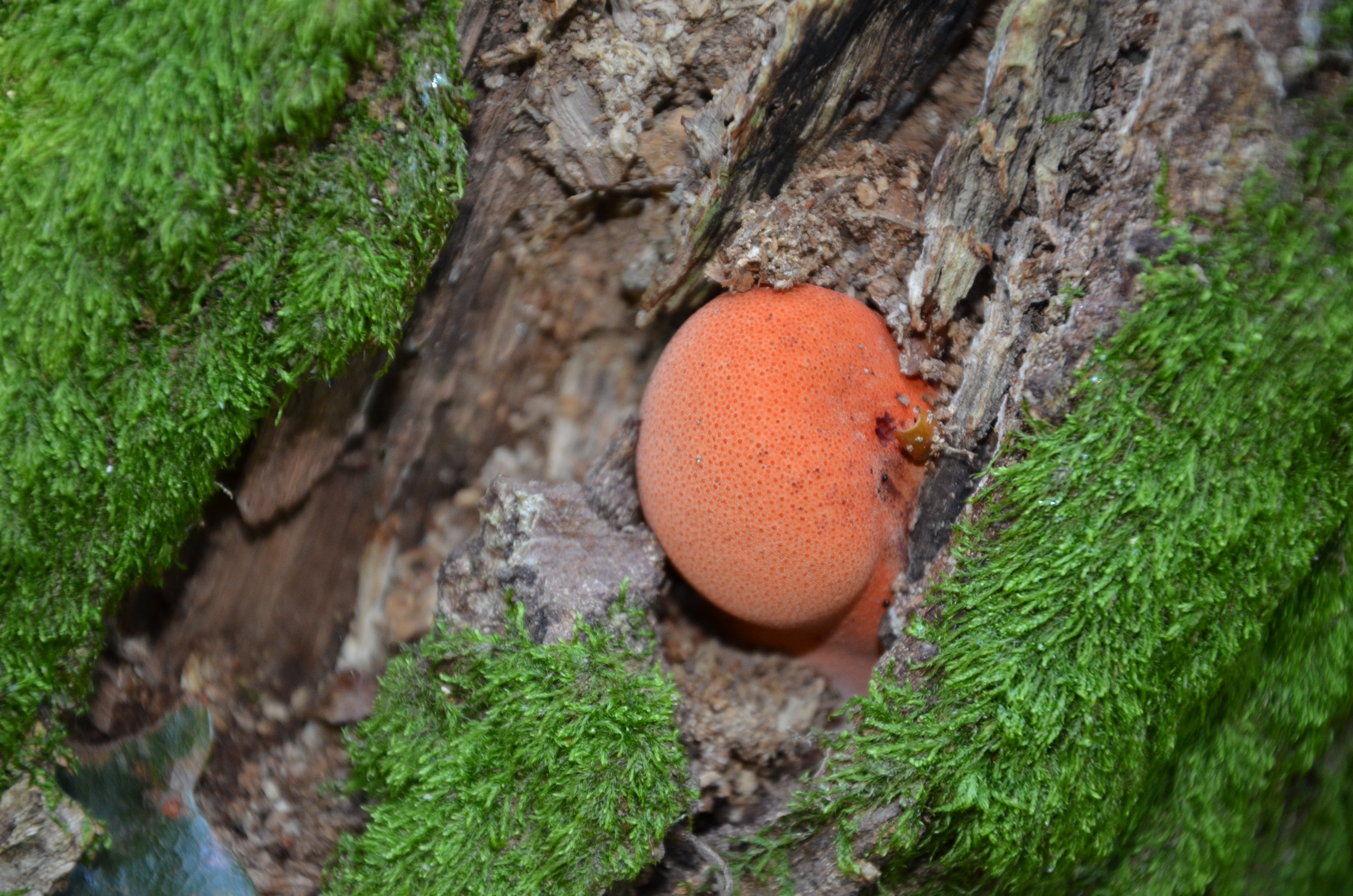 08092013145901 2027 art 771 dsc 9213