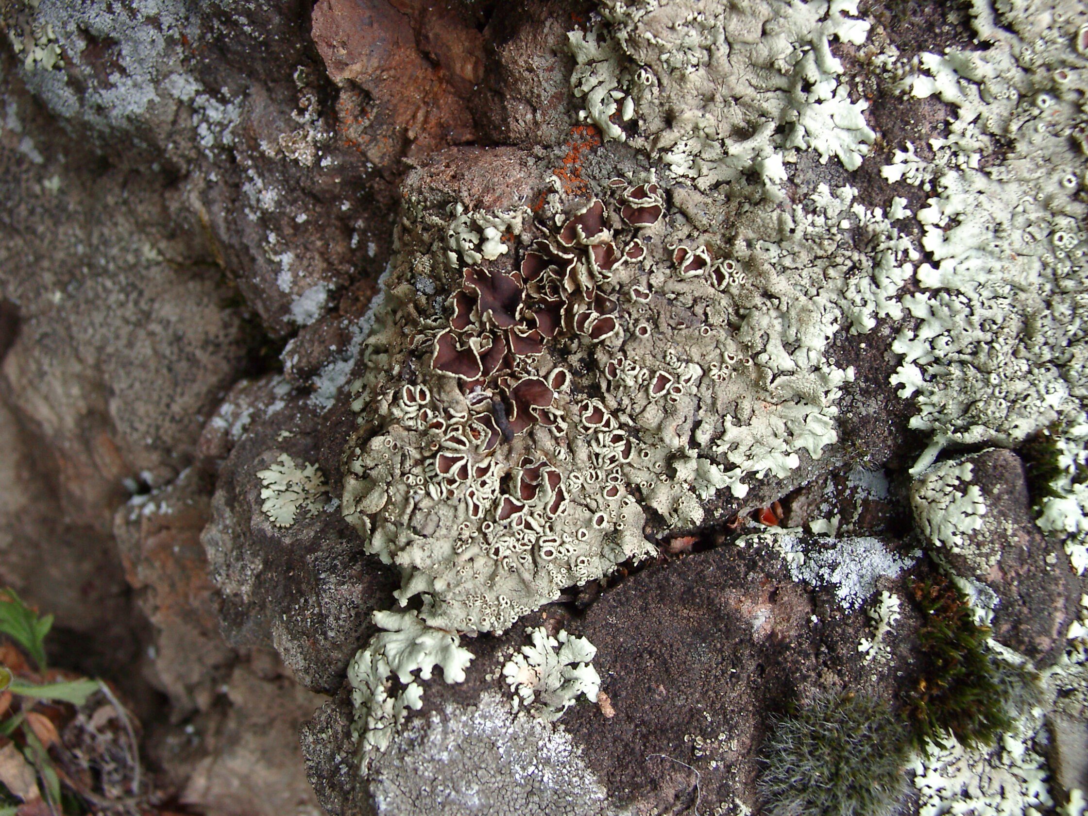 08092013151309 2029 art 459 xanthoparmelia conspersa 08130009