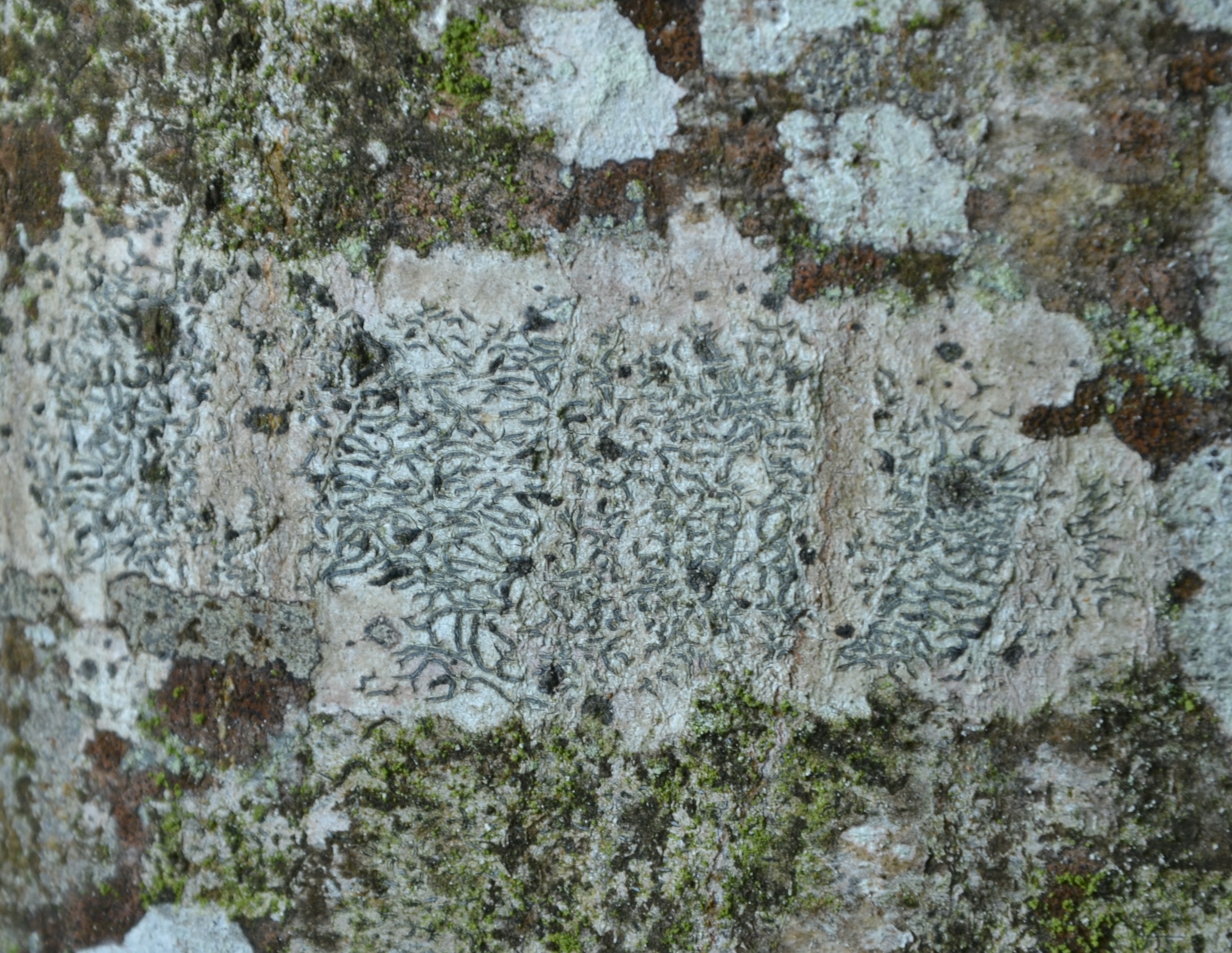 08092013151756 2030 art 1224 graphis scripta