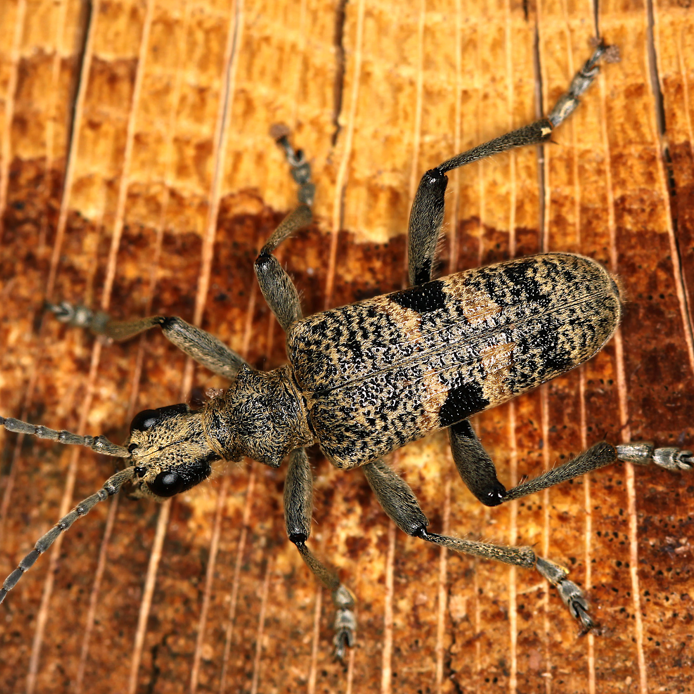 09052013160324 298 art 333 rhagium mordax 1