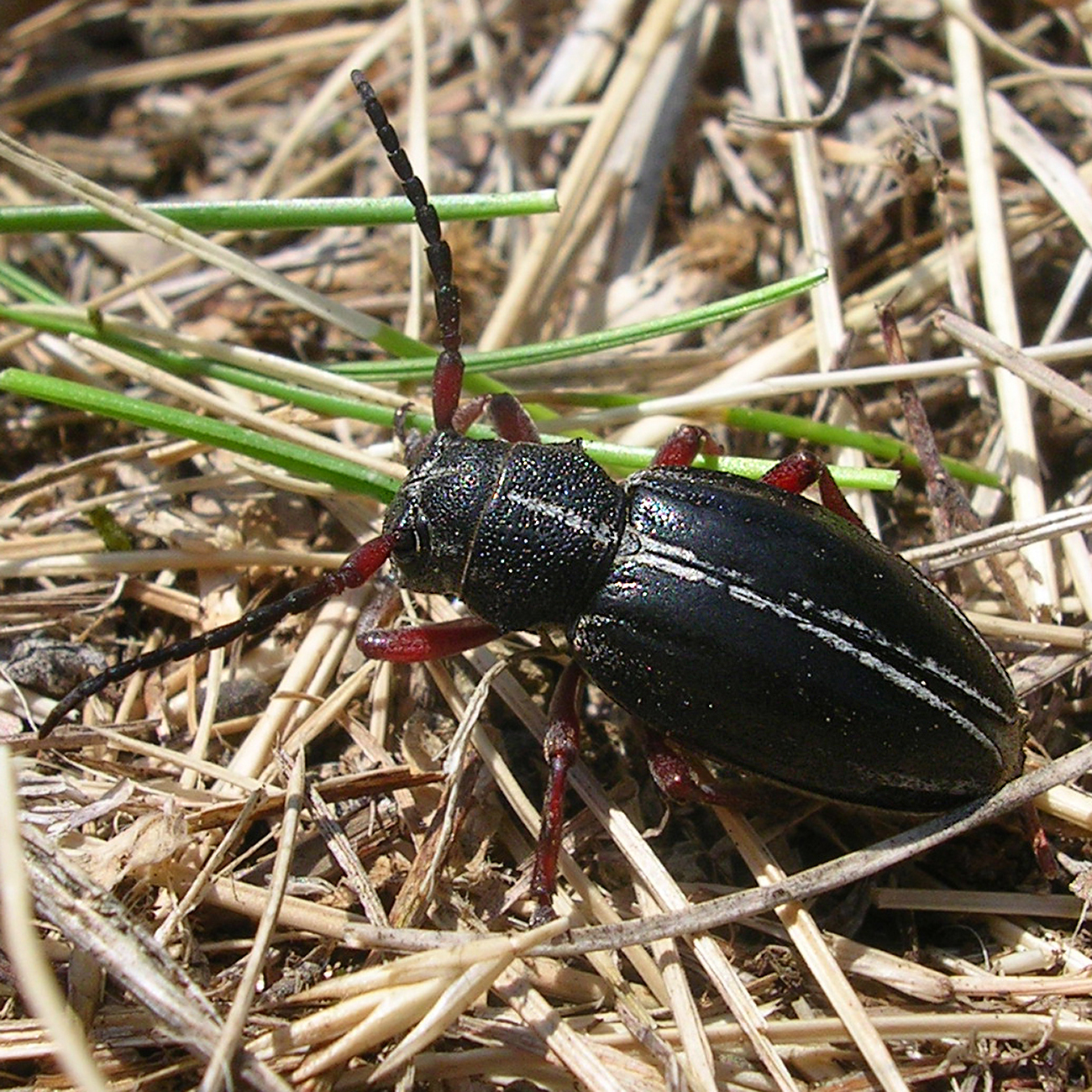09052013165213 299 art 336 dorcadion pedestre 3