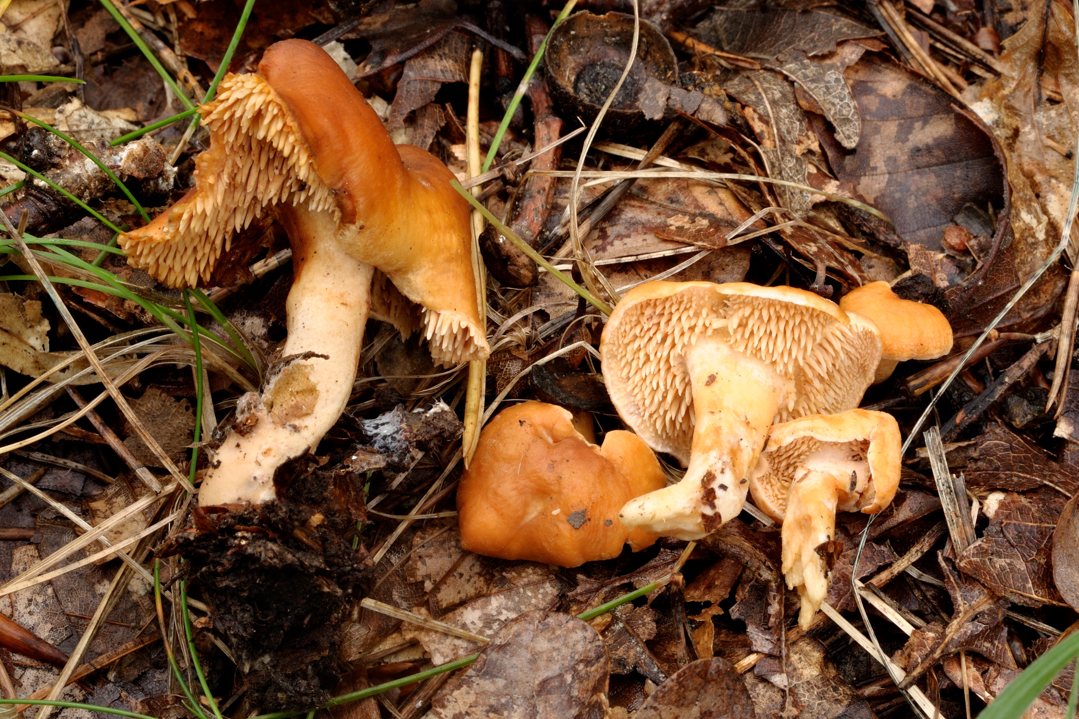 09052018212944 3572 art 2144 hydnum rufescens rotlicher korkstacheling