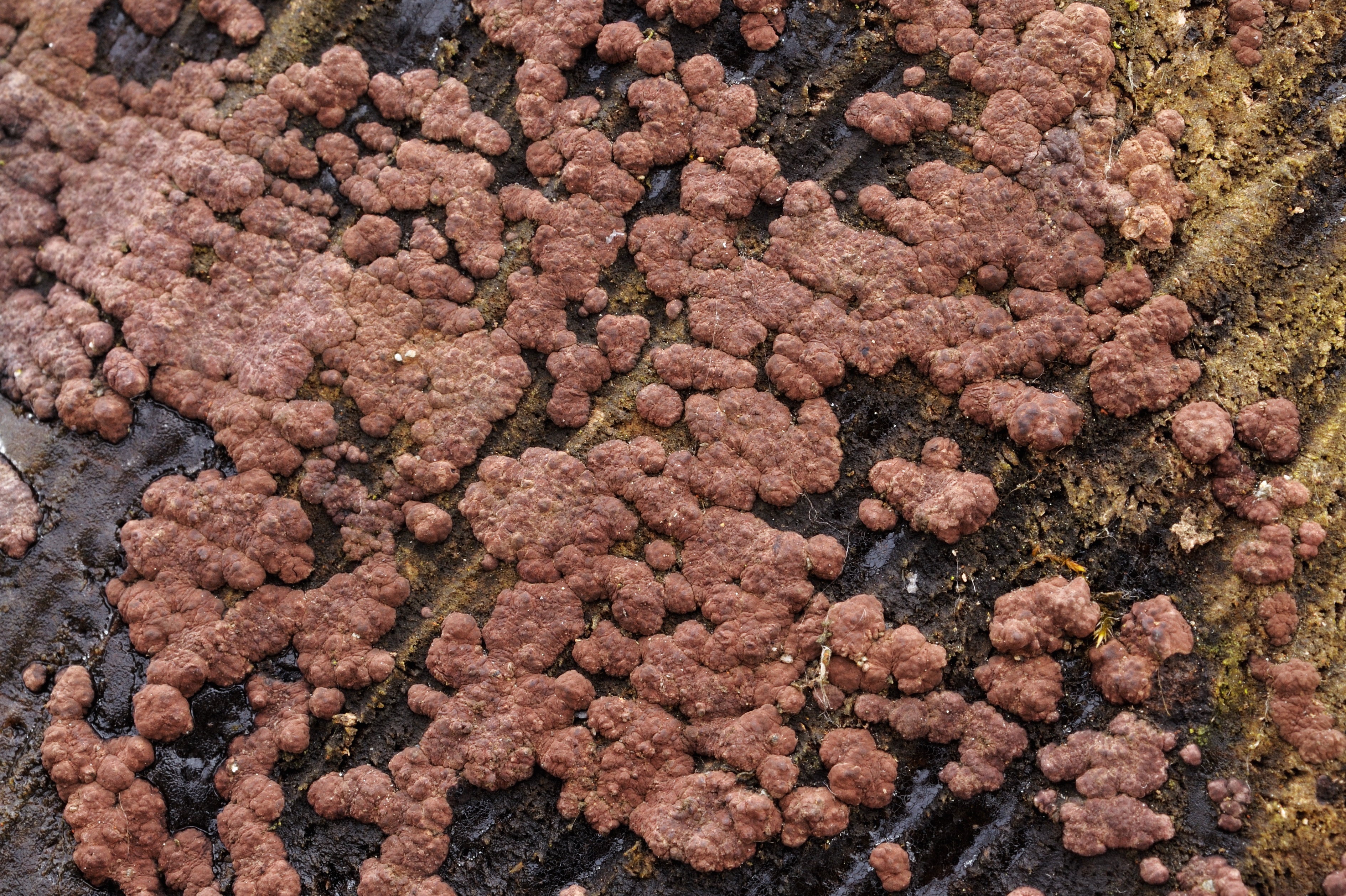 09052018215619 3577 art 2147 2010 01 31 fernitz 31 janner 09 005