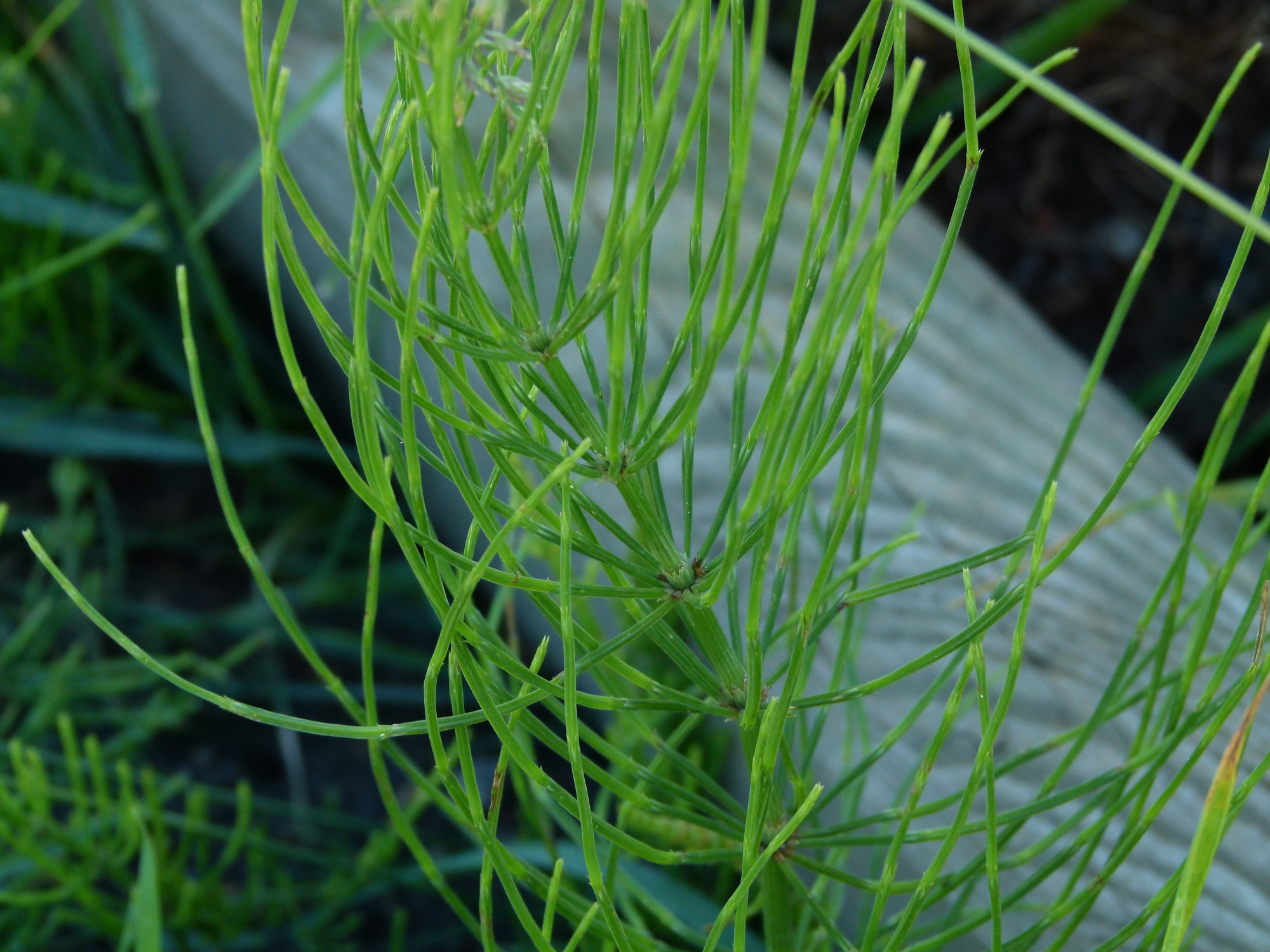 09062013213508 932 art 708 equisetum arvense