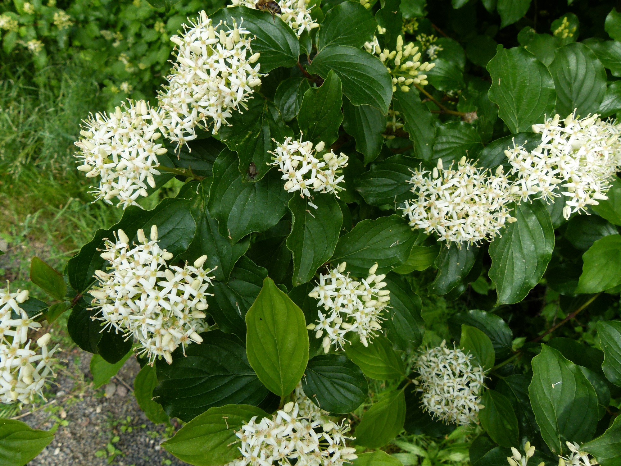 09062013213809 933 art 465 cornus sanguinea
