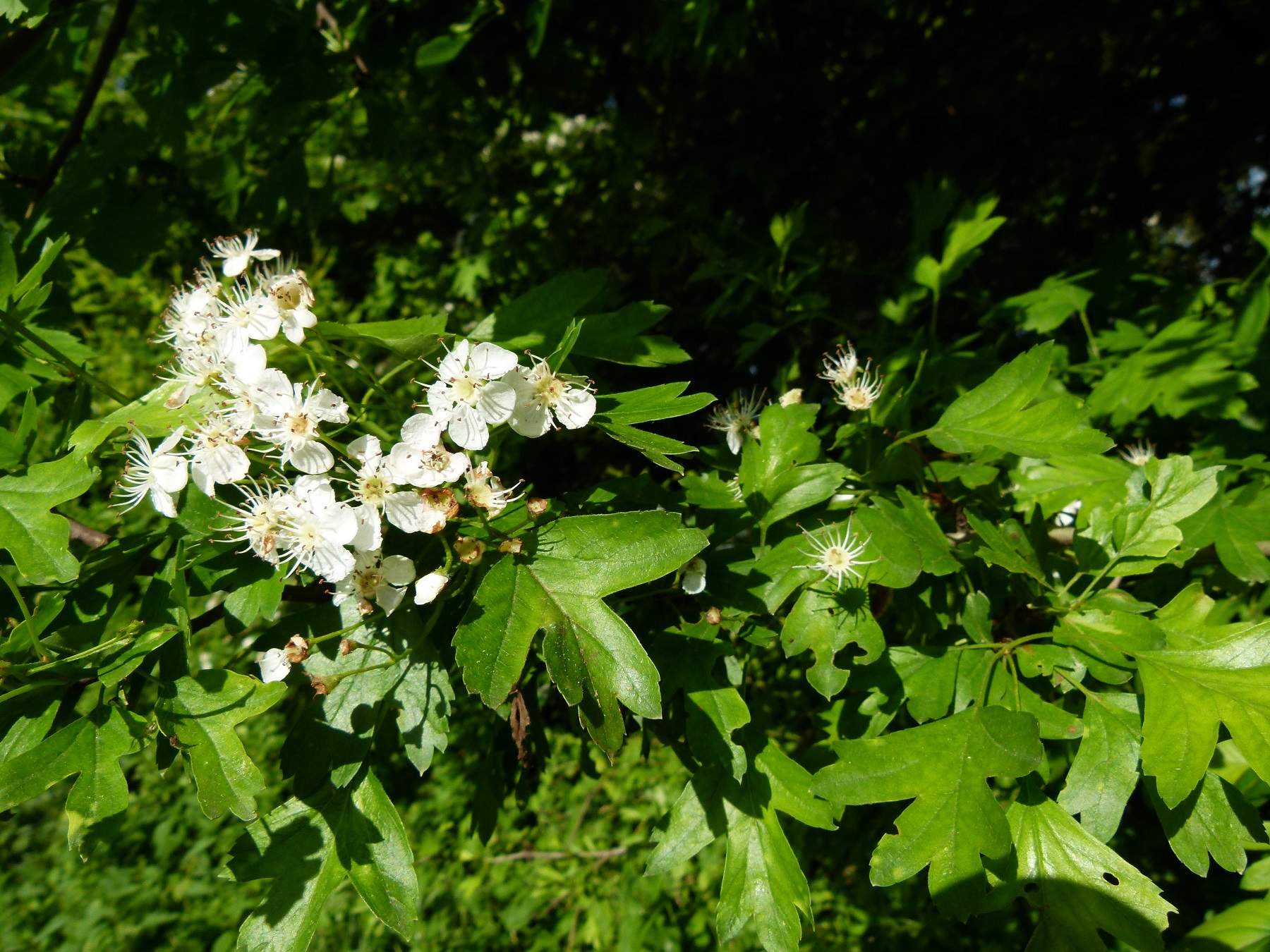 09062013214024 934 art 466 crataegus