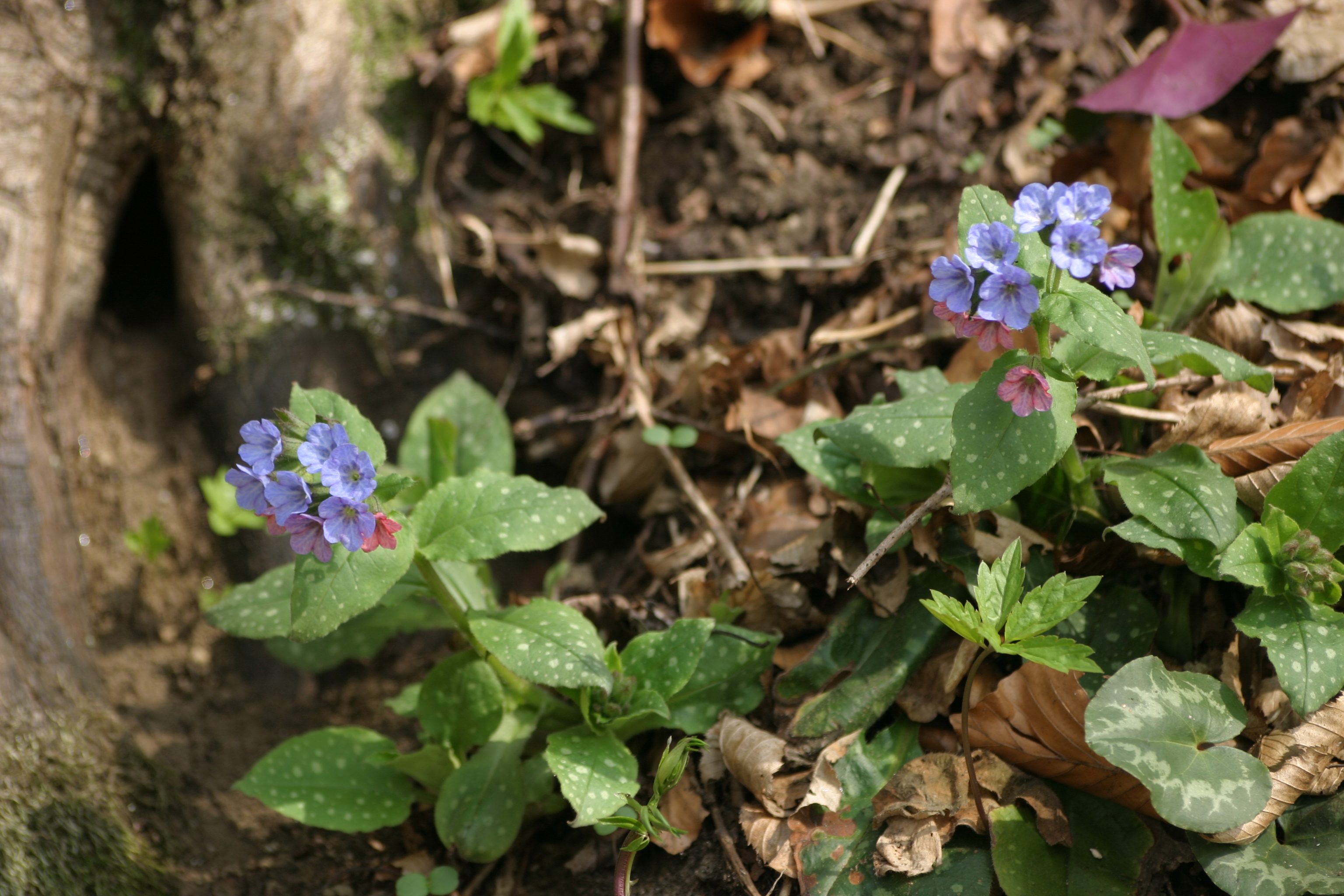 09062013214312 935 art 885 pulmonaria officinalis burgfried img 6418 1