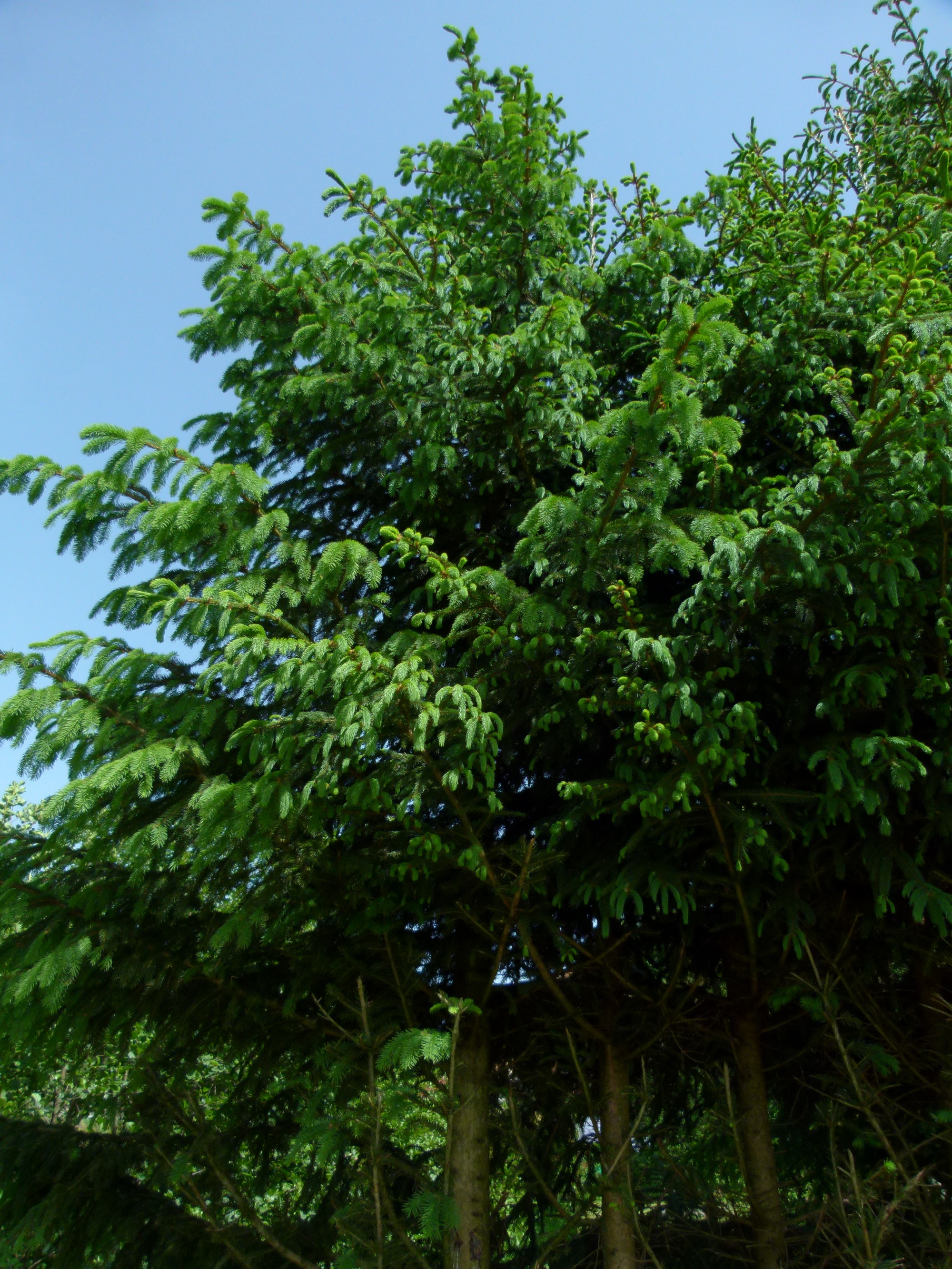 09062013214518 936 art 702 picea abies