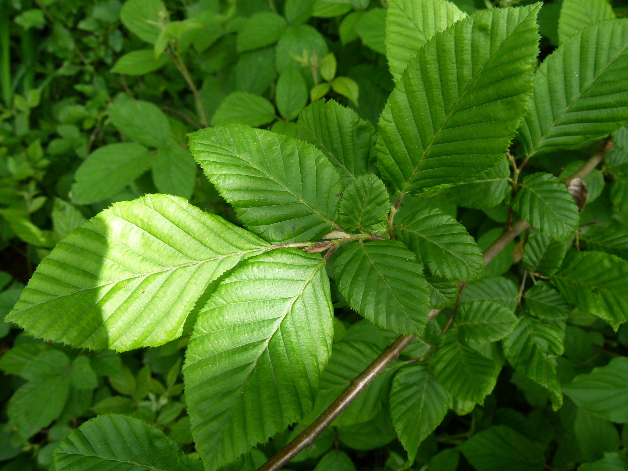 09062013214712 937 art 698 carpinus betulus