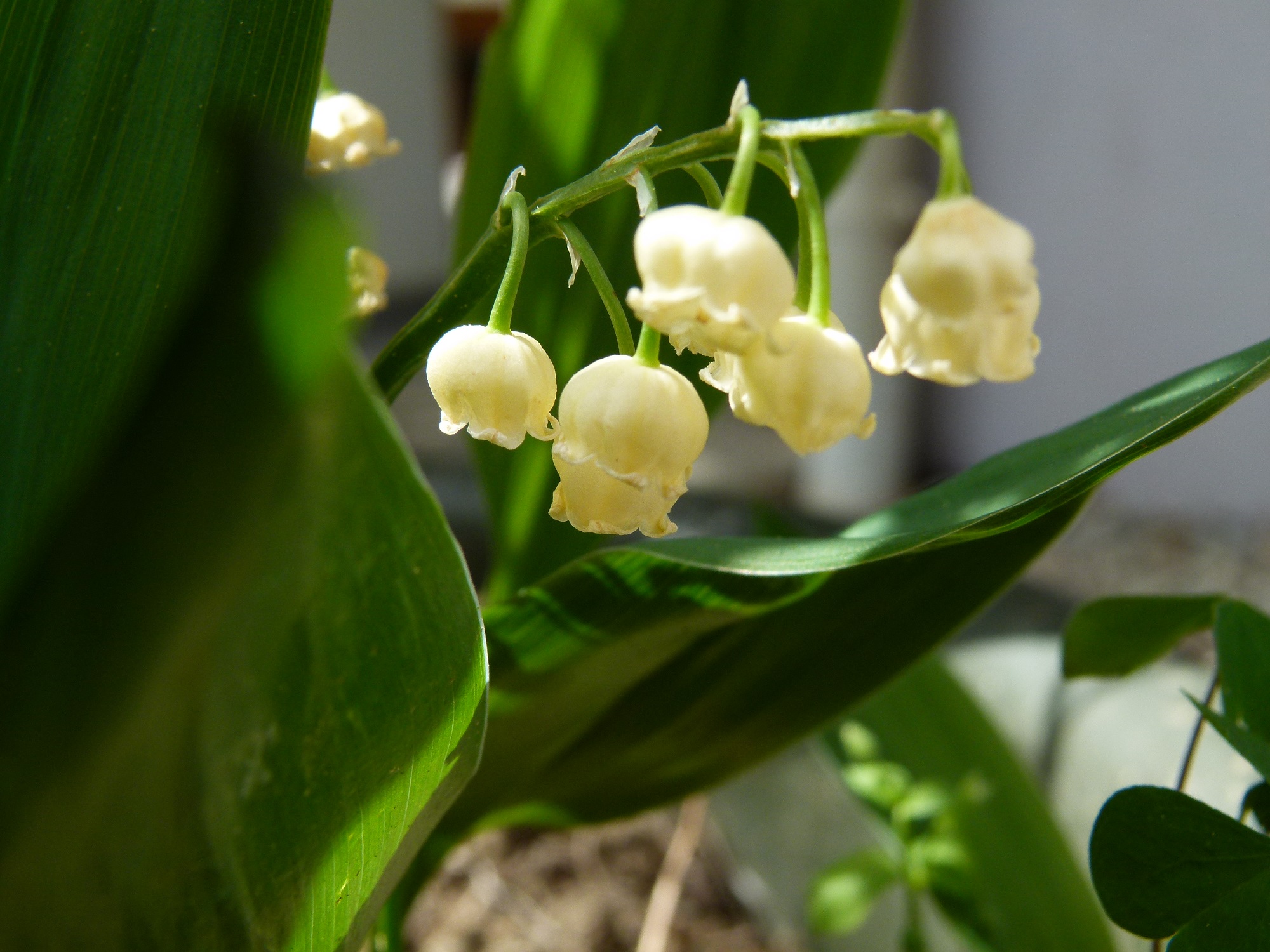 09062013215035 938 art 697 convallaria majalis