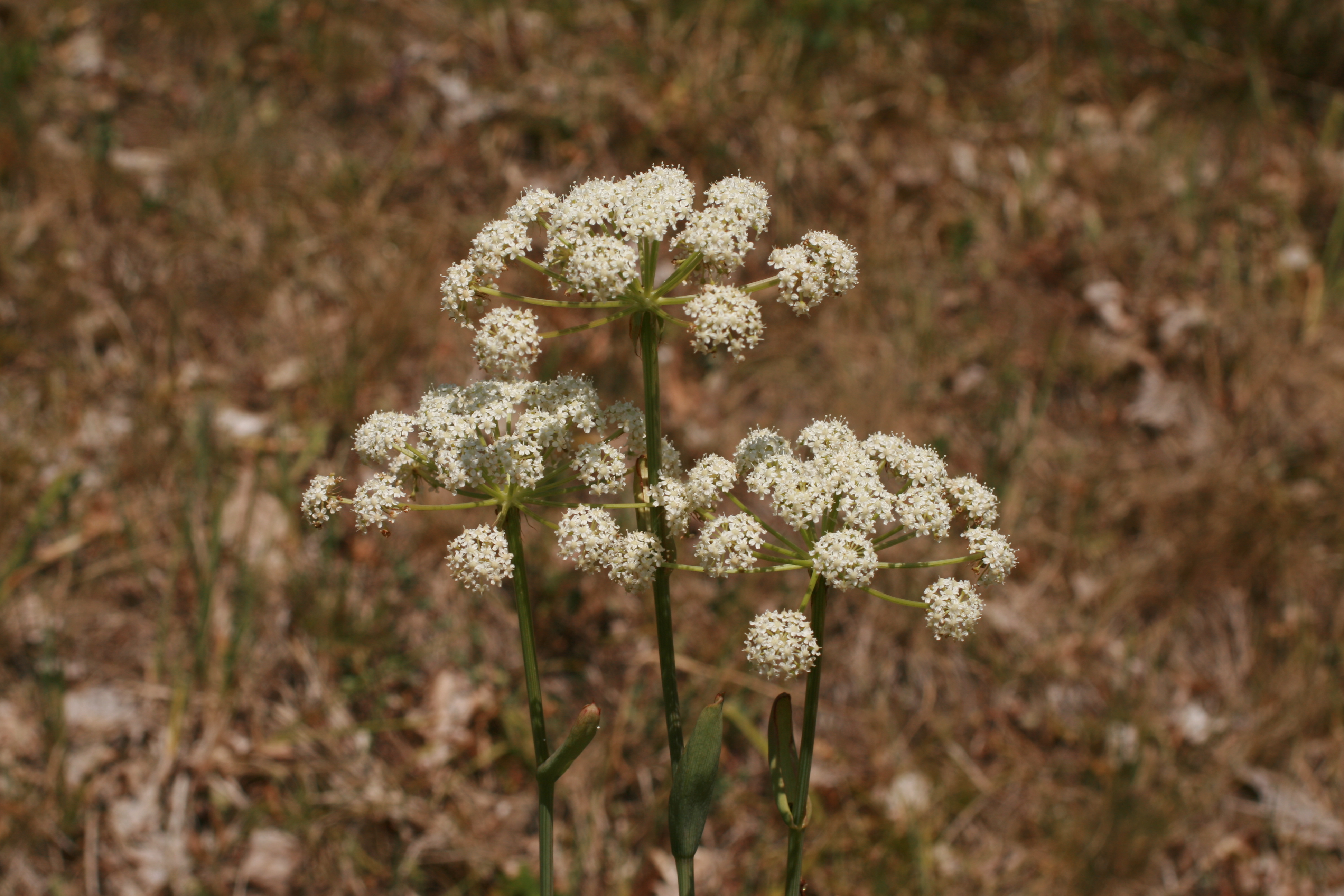 09062013215345 939 art 468 peucedanum cervaria albrechtshohe glbg zxy 208 3