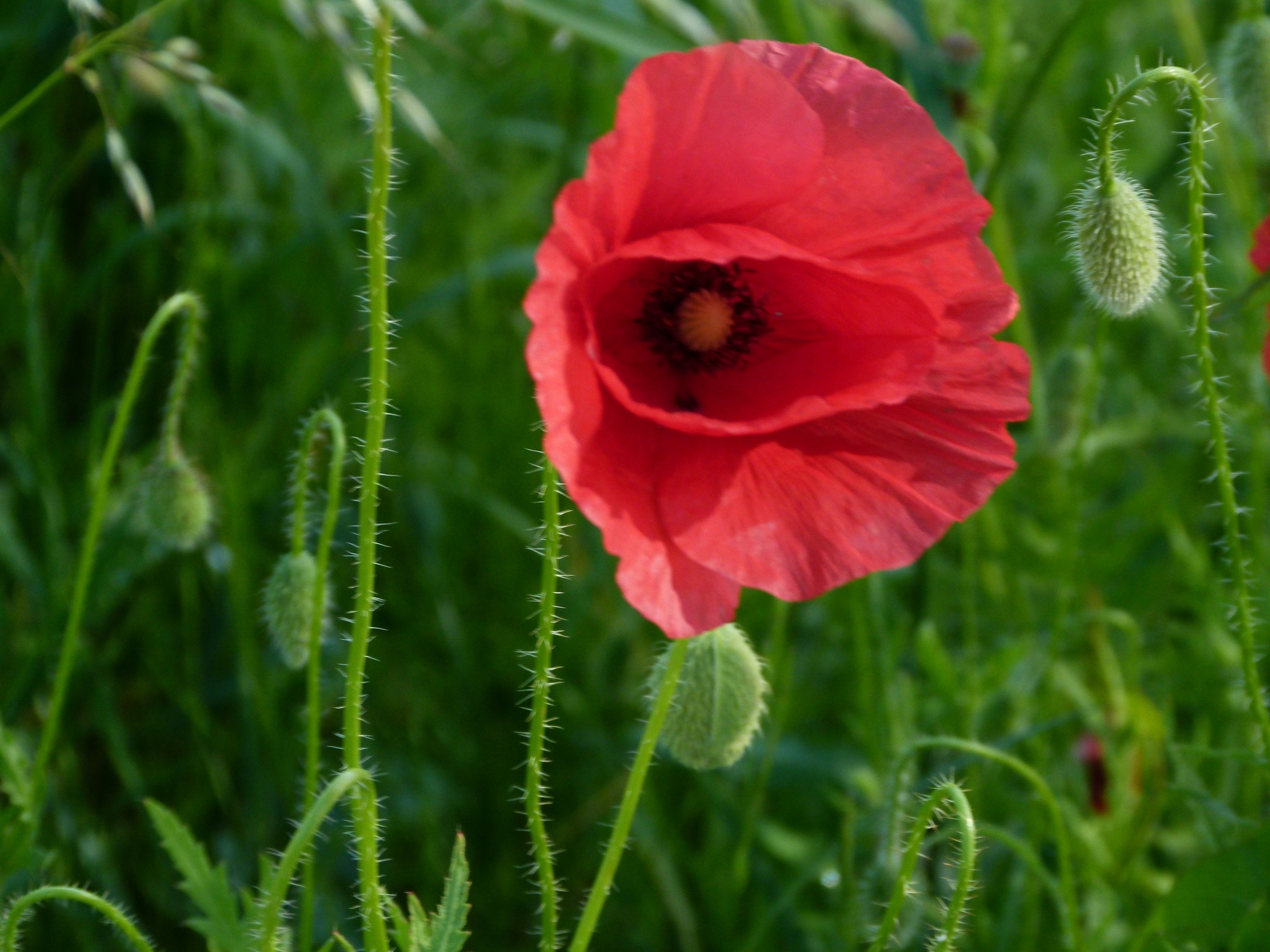 09062013215541 940 art 712 papaver rhoeas