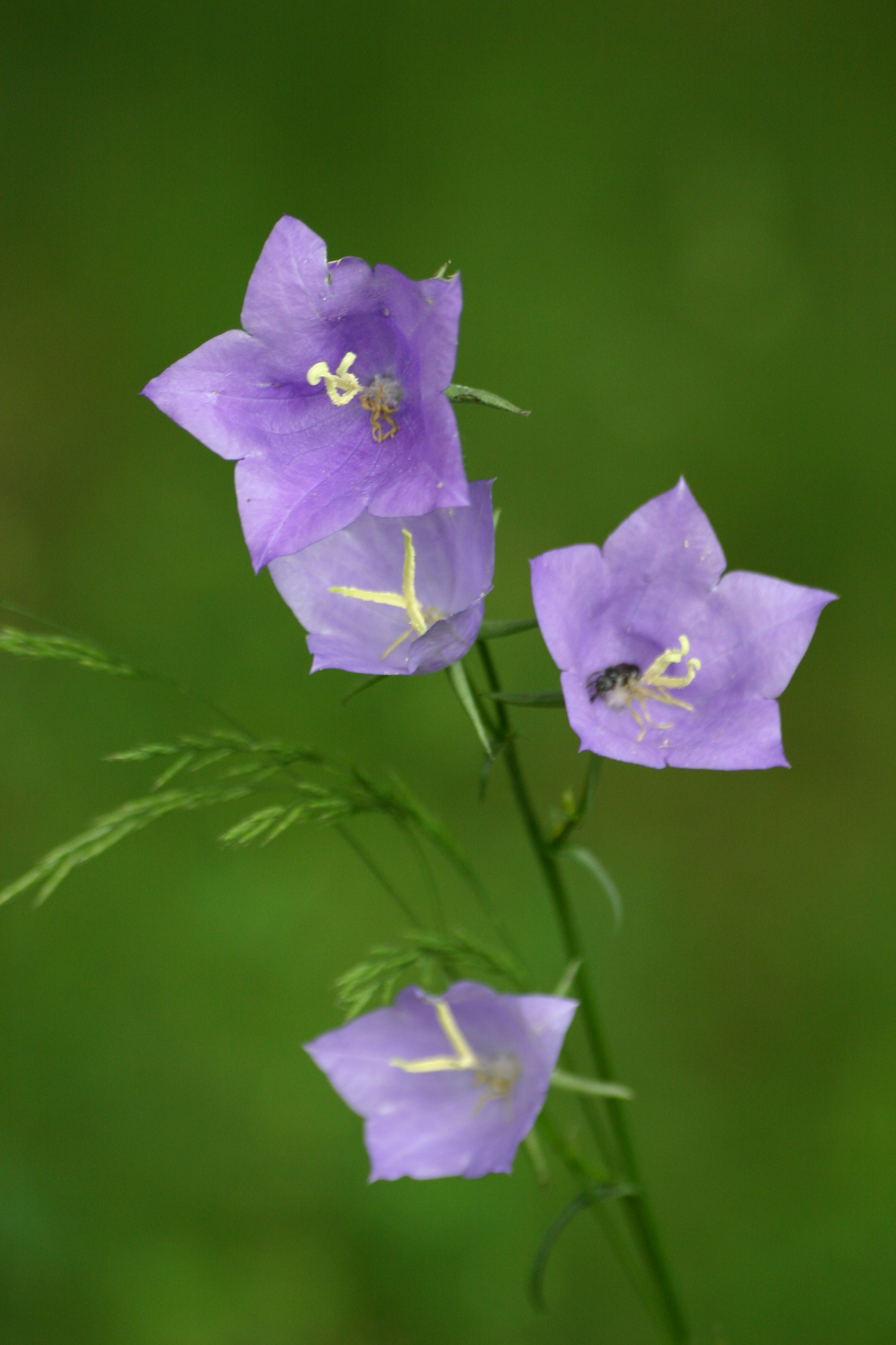 09062013215858 941 art 583 campanula persicifolia bschaidkg bab img 1528 4