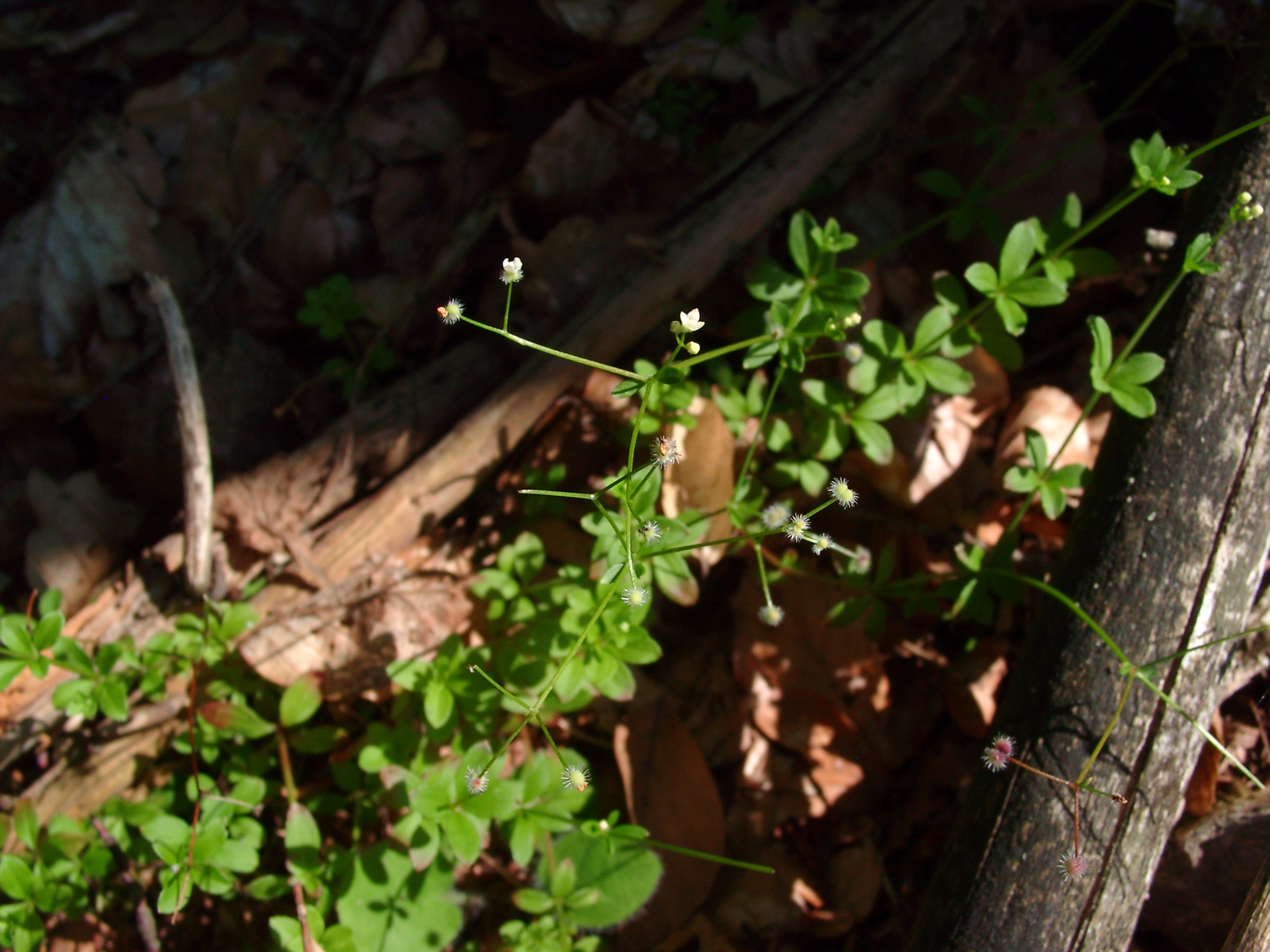09062013220106 942 art 704 galium rotundifolium 07310026