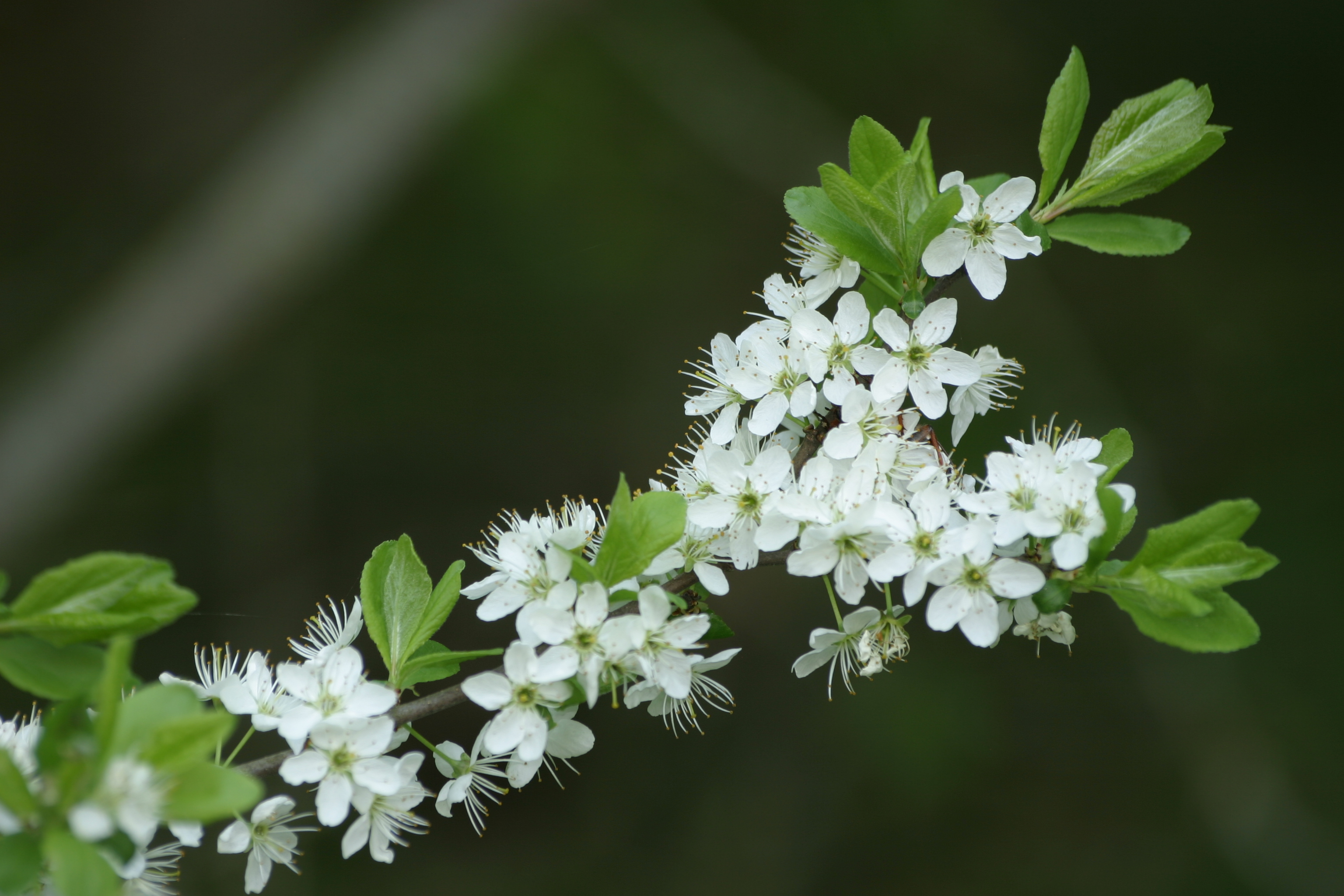 09062013220426 944 art 469 prunus spinosa burgfried img 8442
