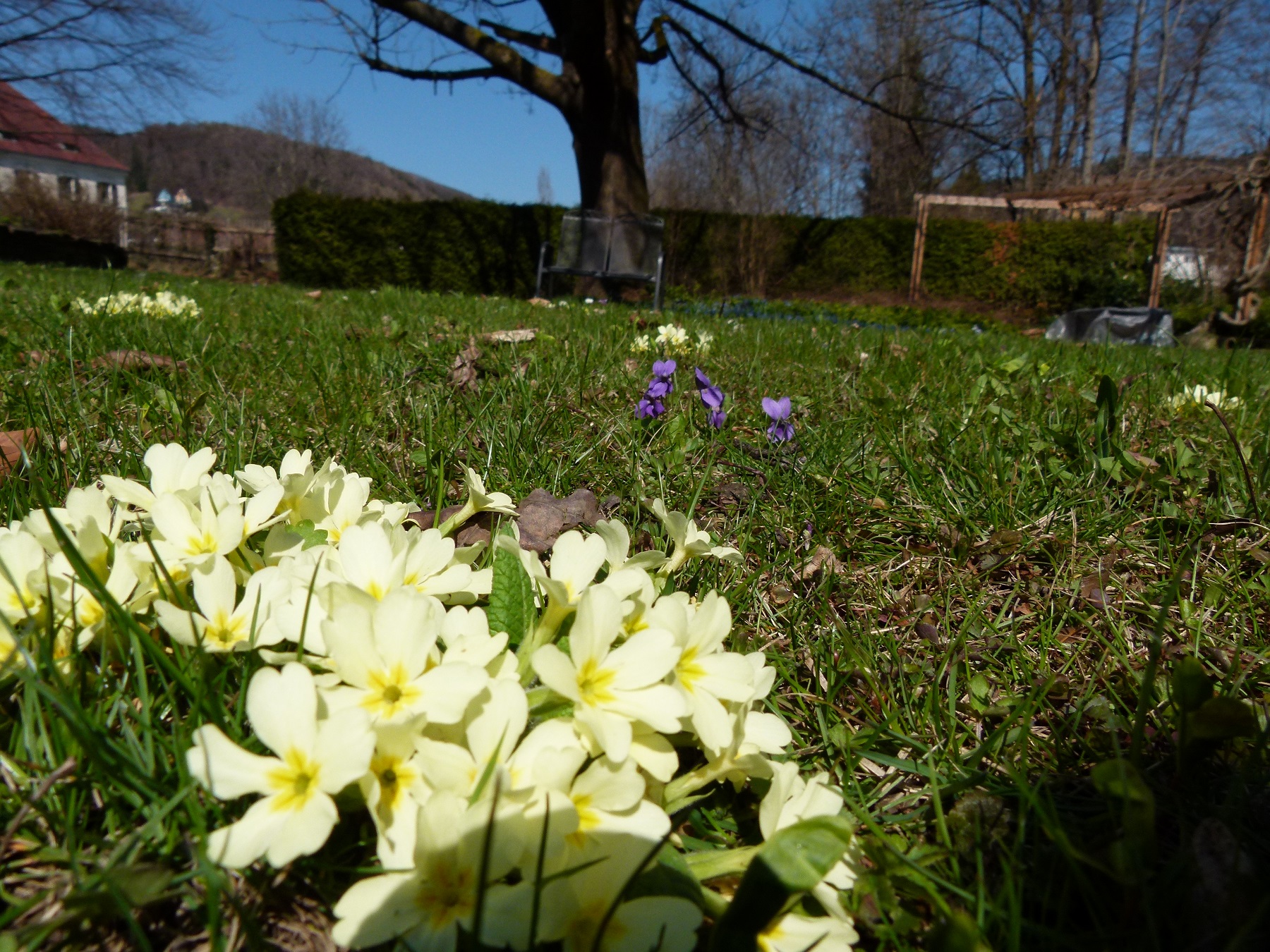 09062013220553 945 art 881 primula vulgaris