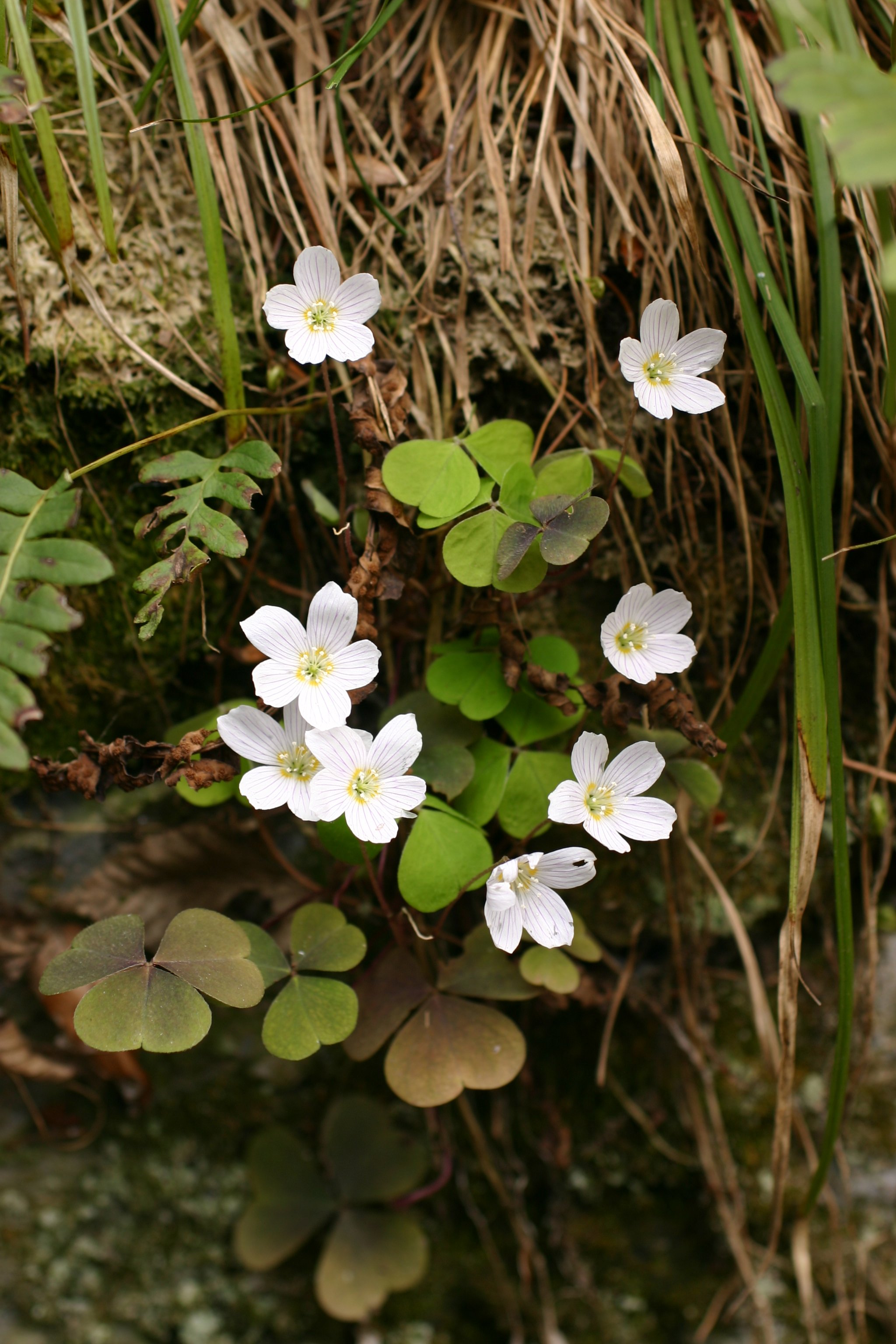 09062013220849 946 art 705 oxalis acetosella eichgraben img 6633 1