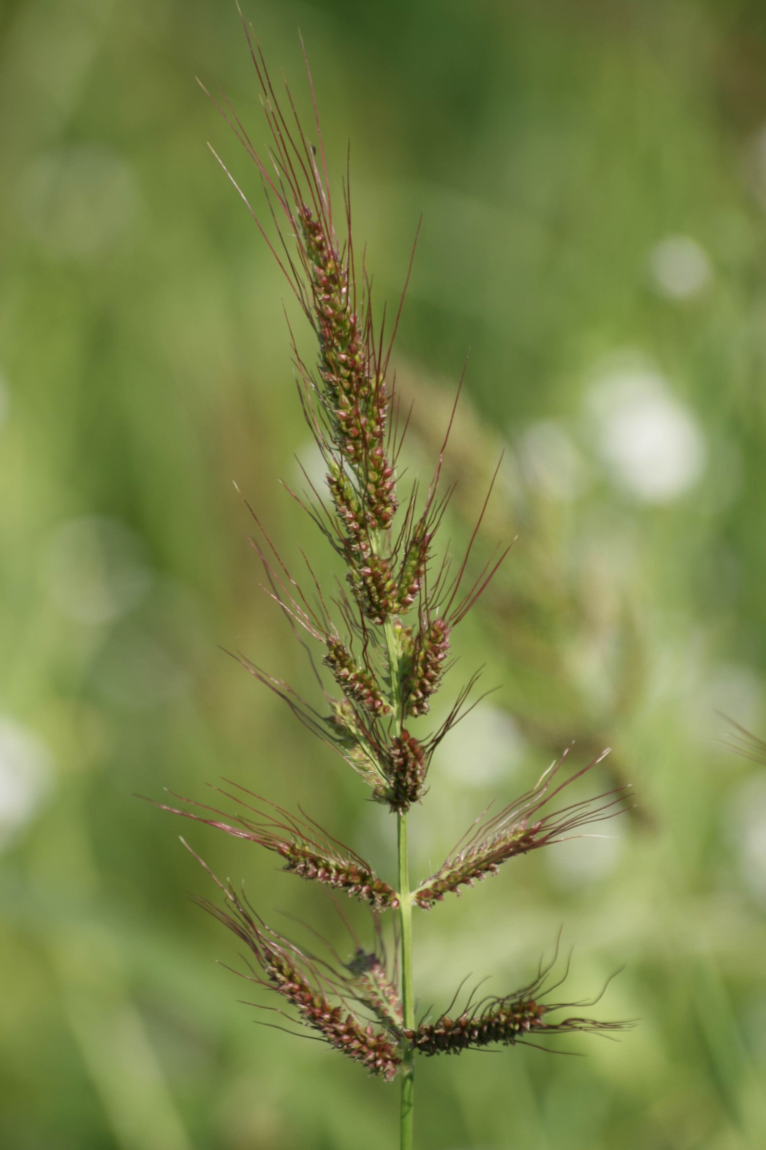 09062013221322 947 art 711 echinochloa crus galli worth a d lafnitz 9
