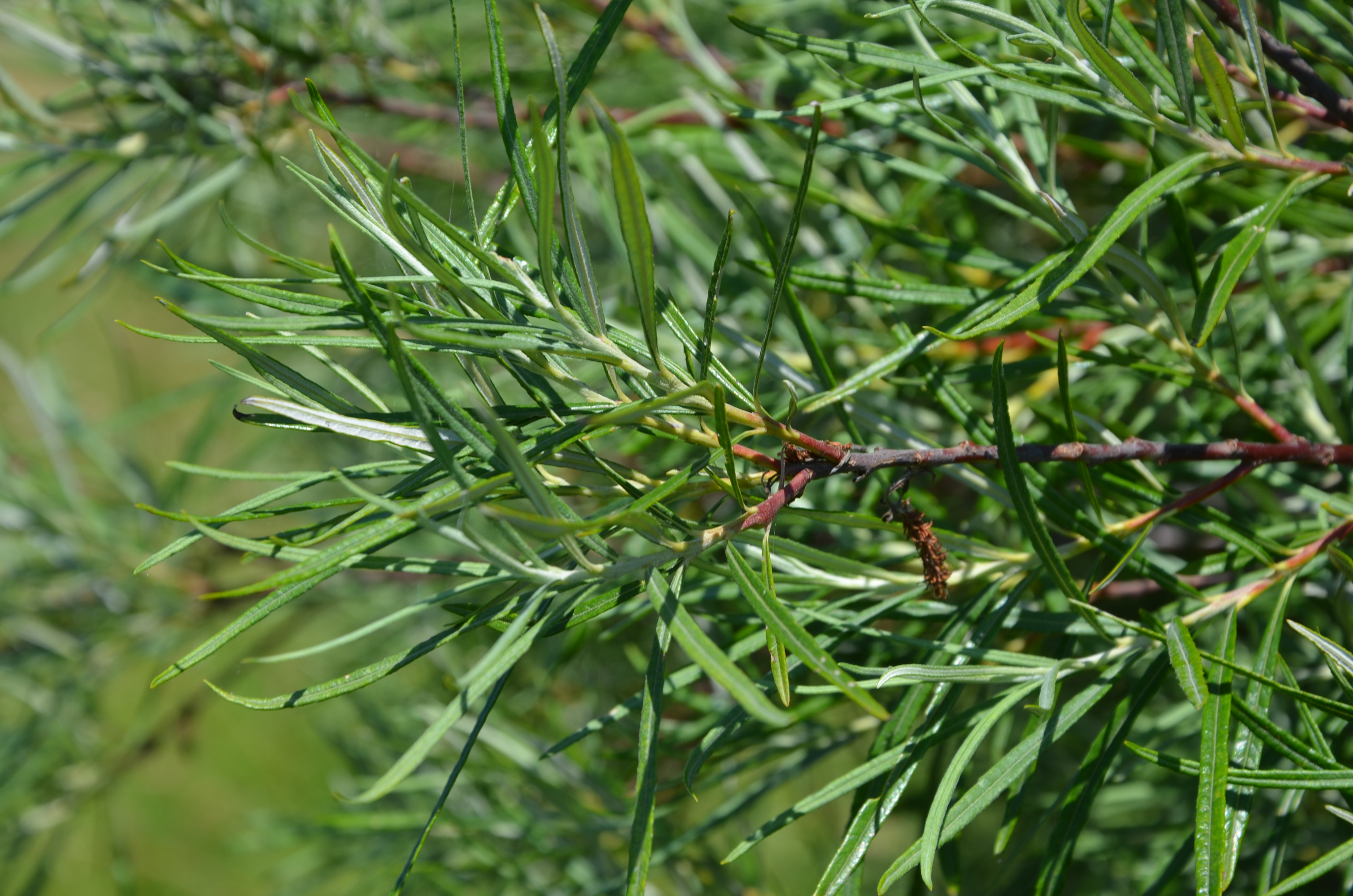 09062014193334 2489 art 268 dsc 5084