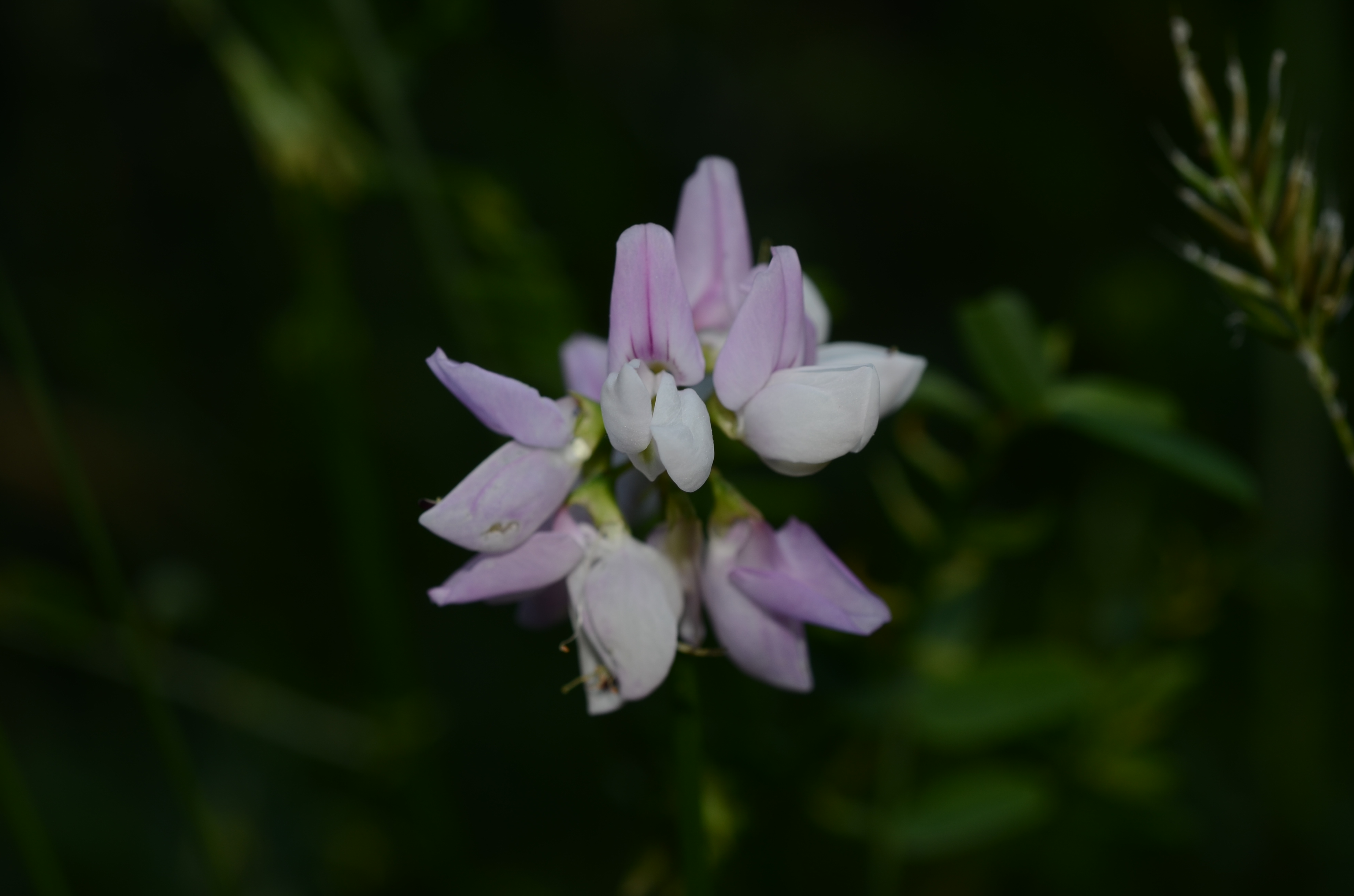 09062014194714 2490 art 1534 dsc 5102