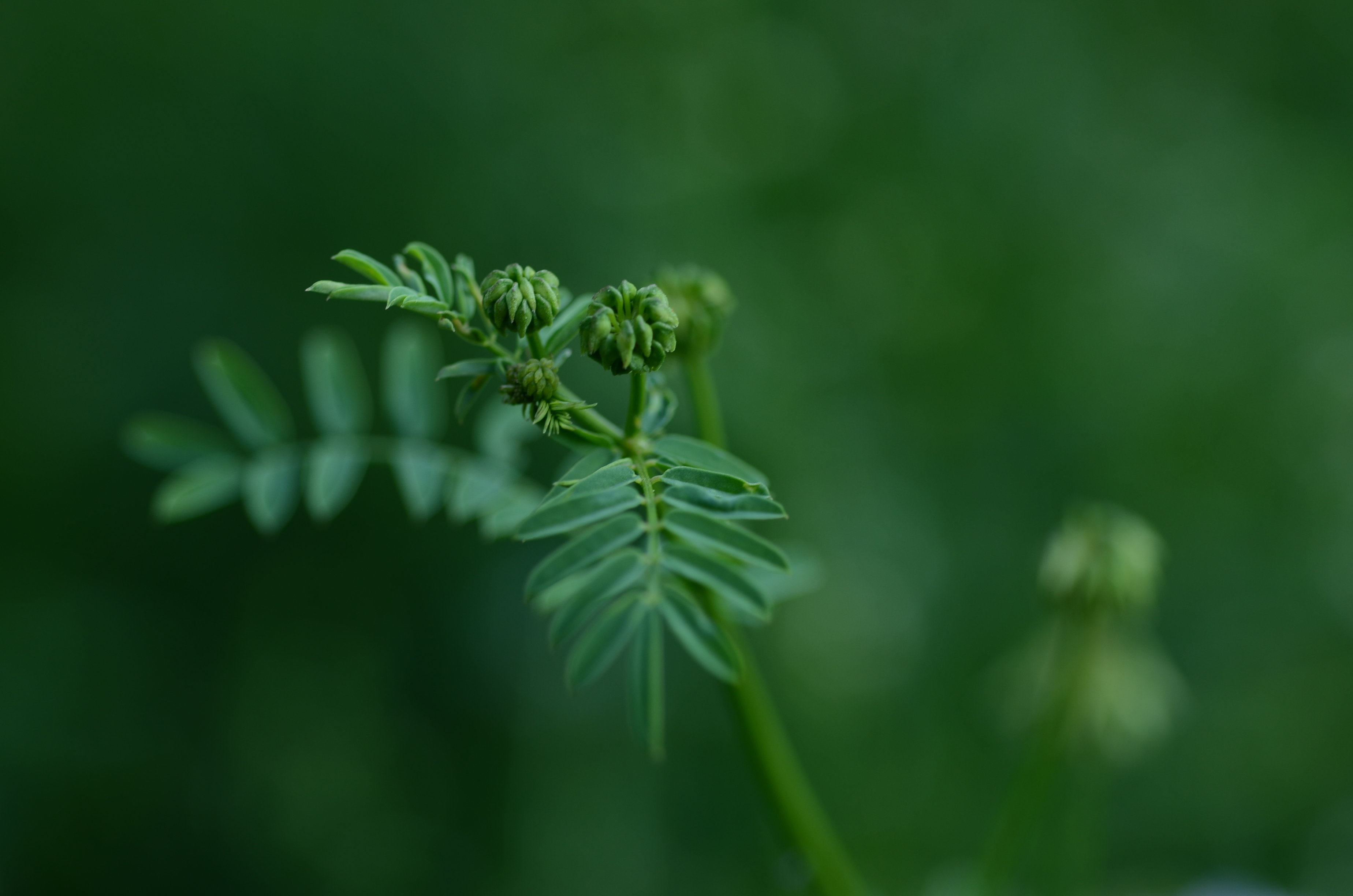 09062014194844 2491 art 1534 dsc 5095