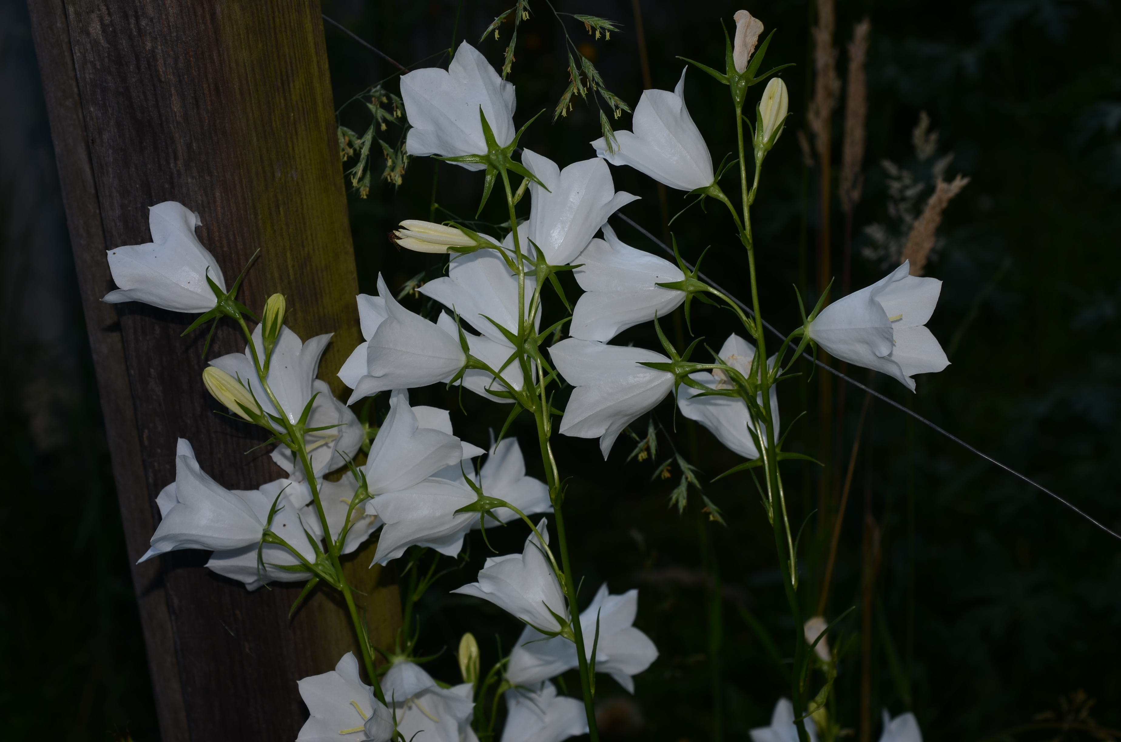 09062014200321 2493 art 583 dsc 5123