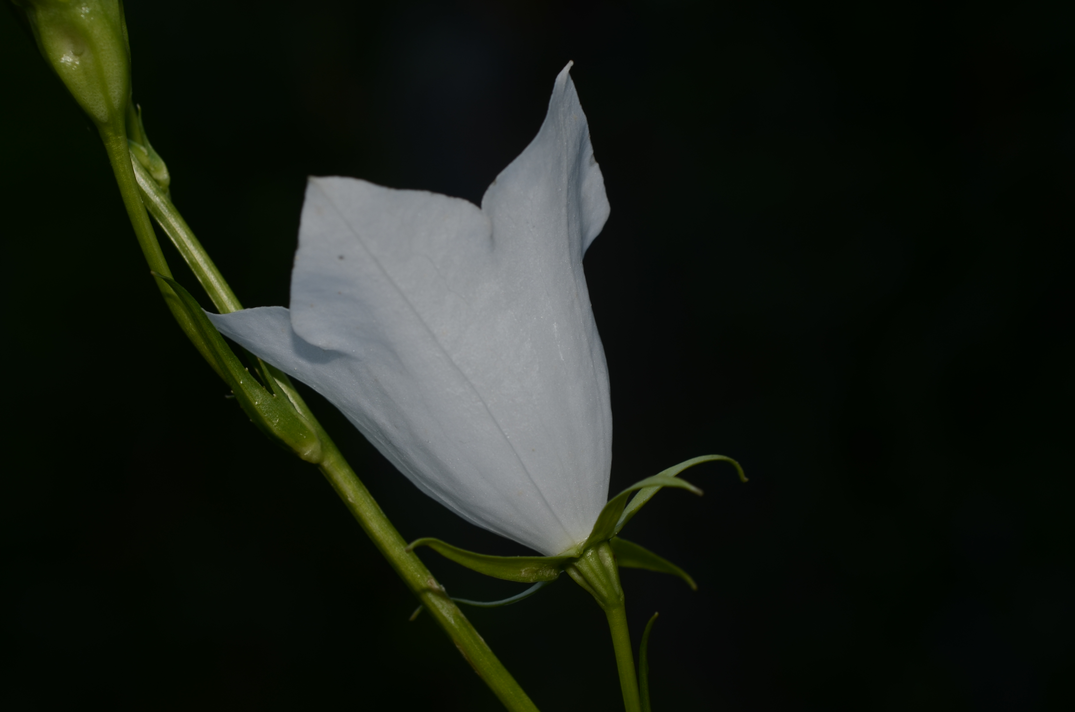 09062014200451 2494 art 583 dsc 5109