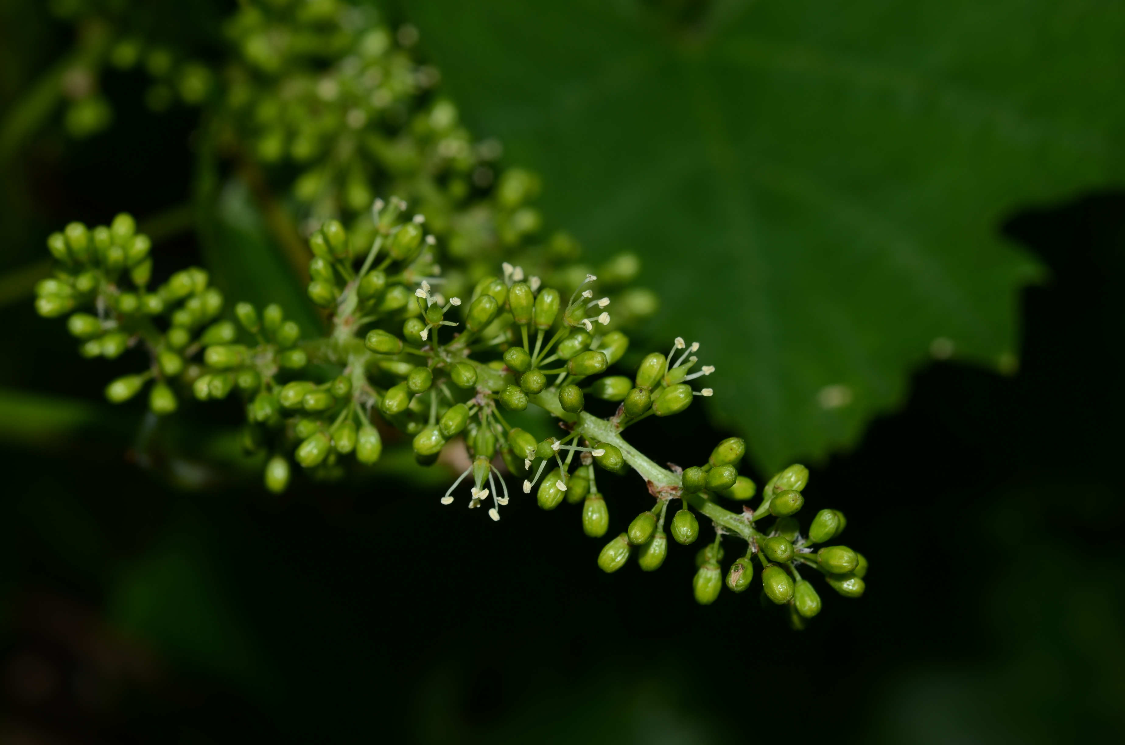 09062014201358 2495 art 1536 dsc 5121