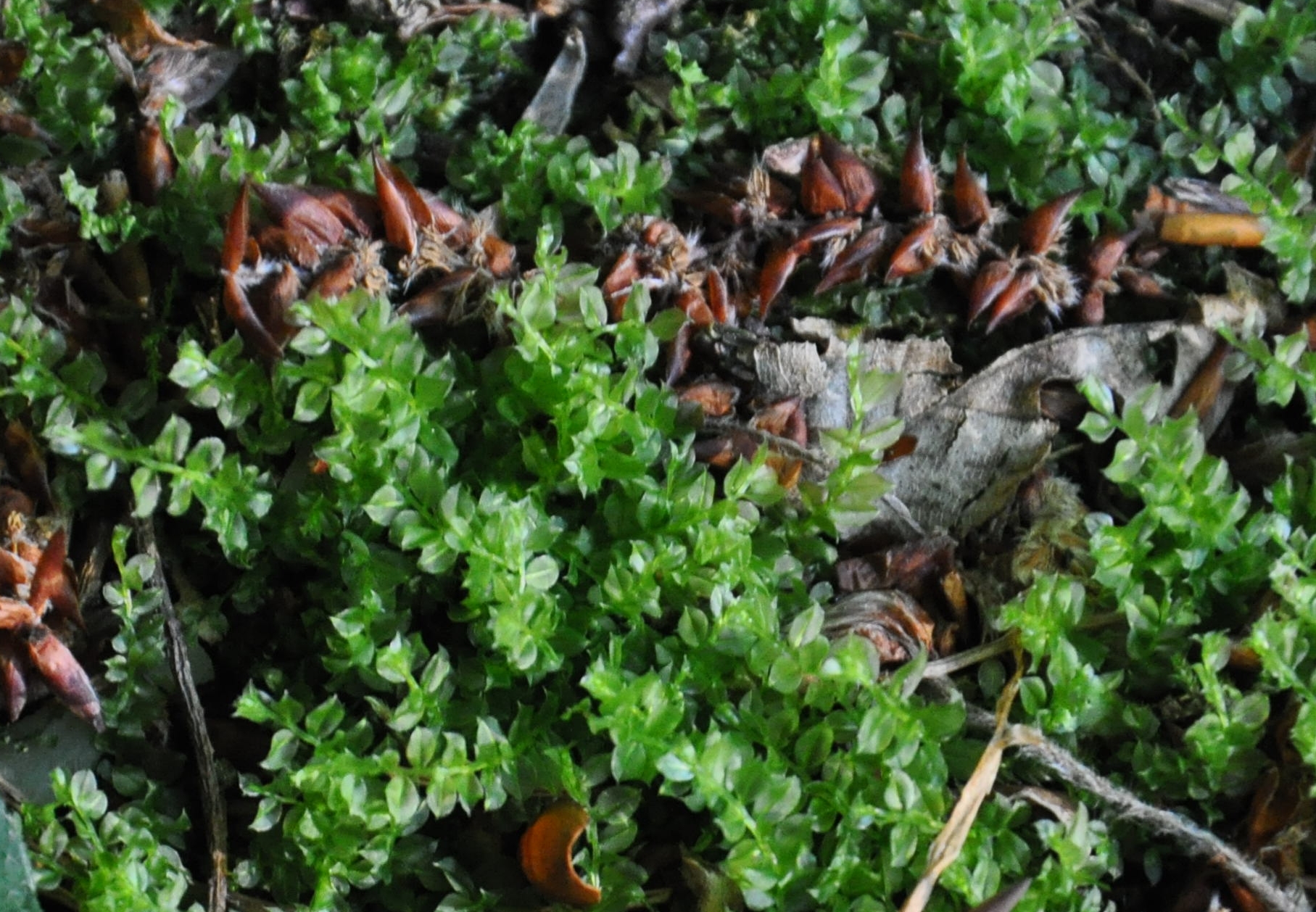 09082013154731 1260 art 1145 plagiomn cuspidat dsc 0034