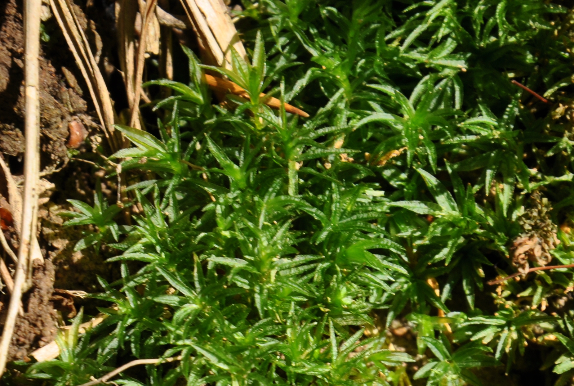 09082013161352 1261 art 1146 atrich undulatum dsc 0044