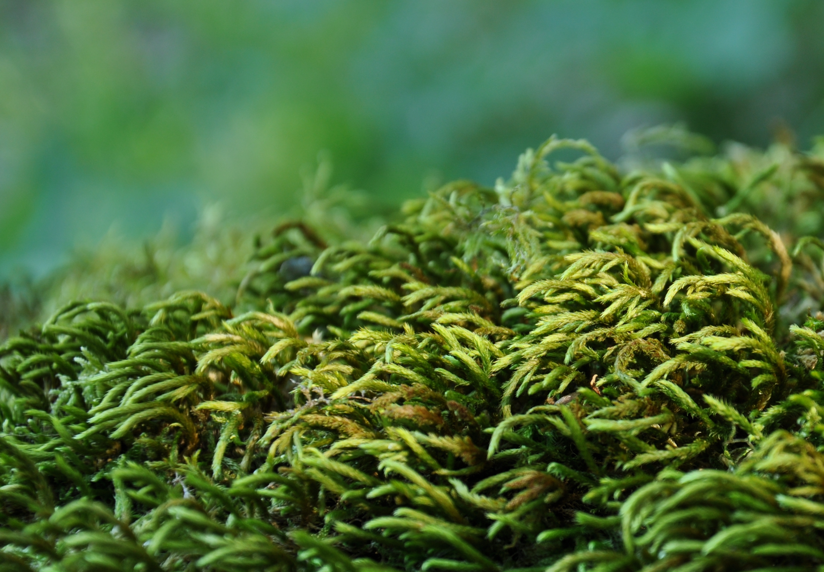 09082013163641 1263 art 1147 leucodon sciuroid dsc 0058