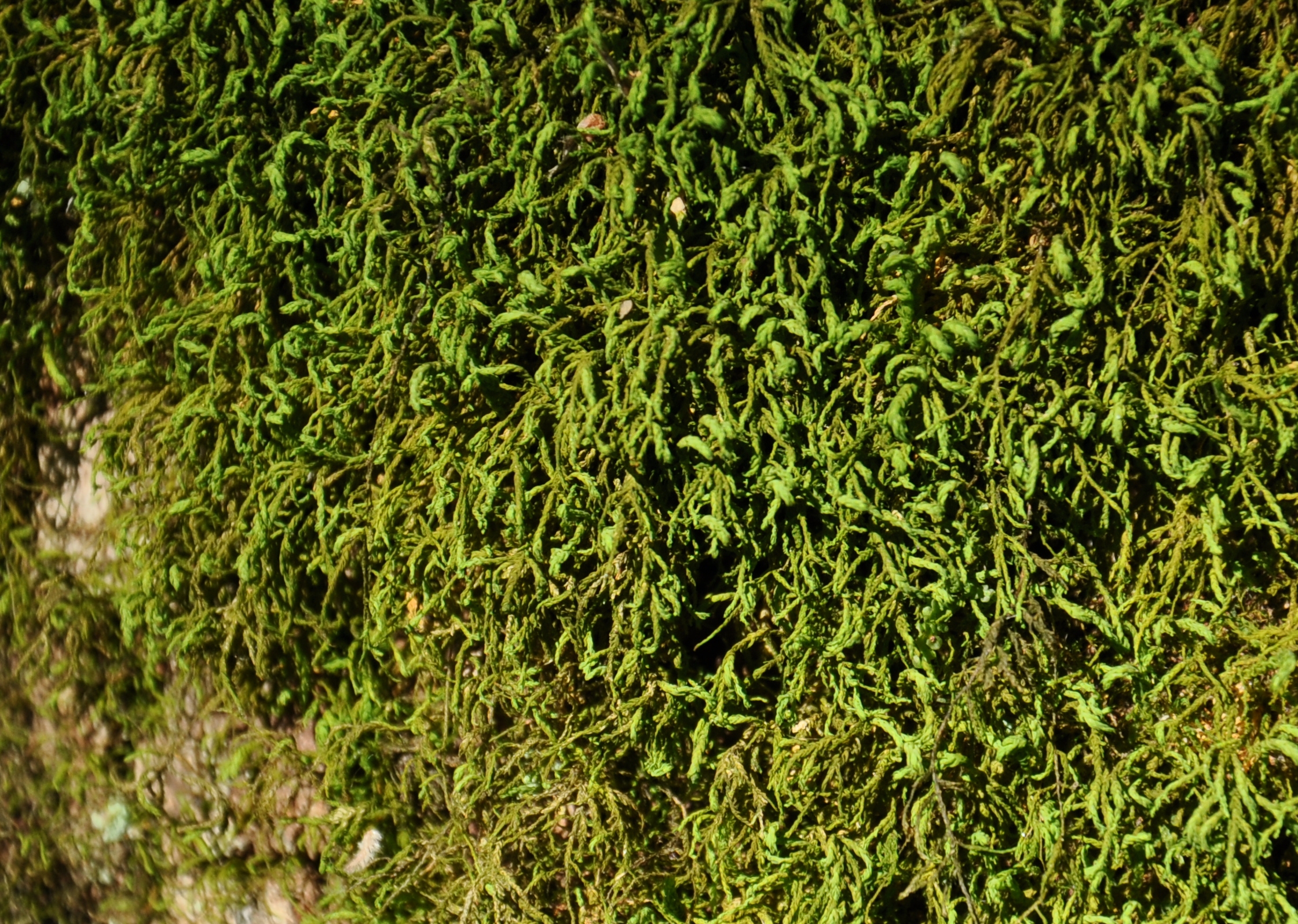 09082013164750 1264 art 1148 anomod attenuat dsc 0054