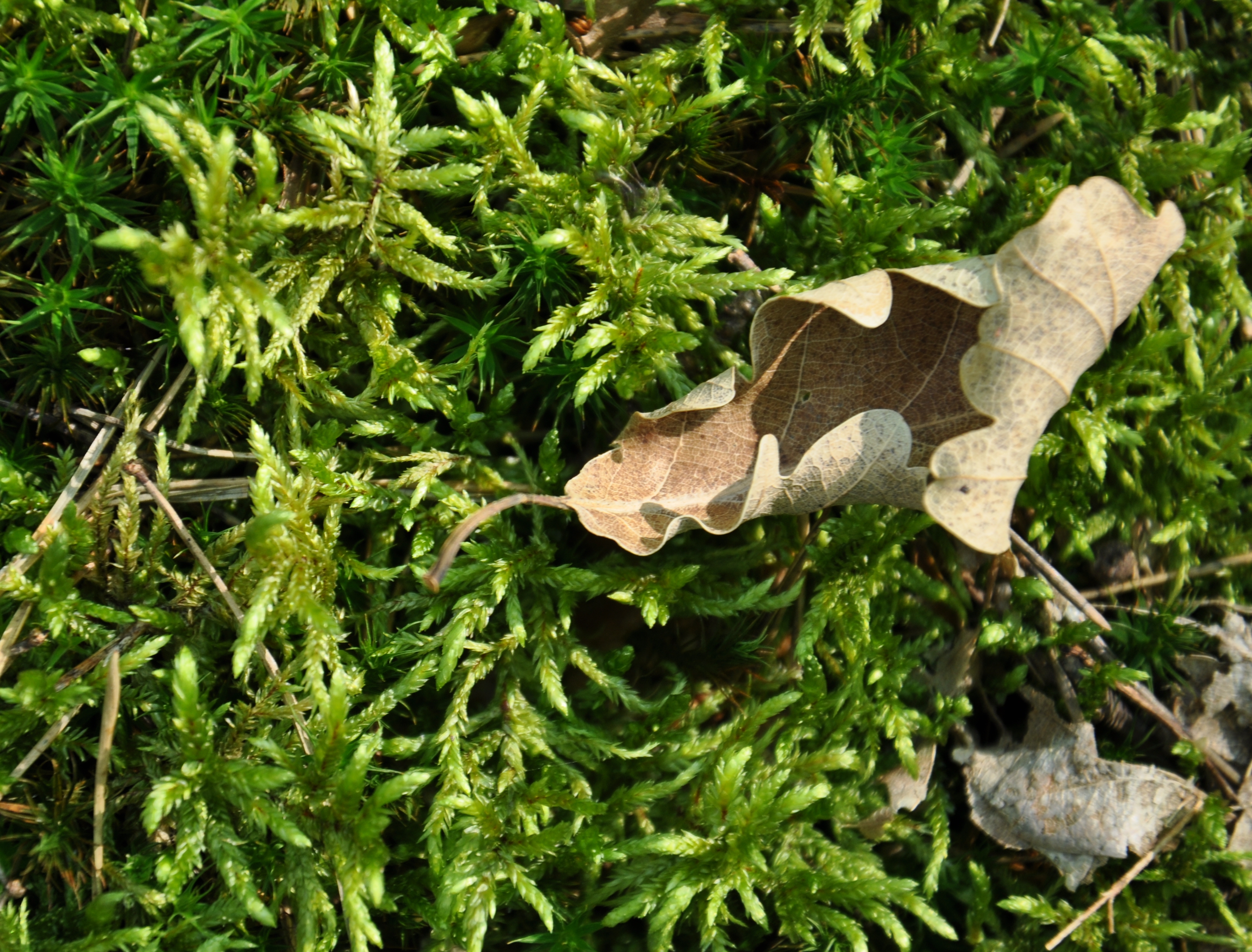 09082013170217 1265 art 1149 pleurozium dsc 0070