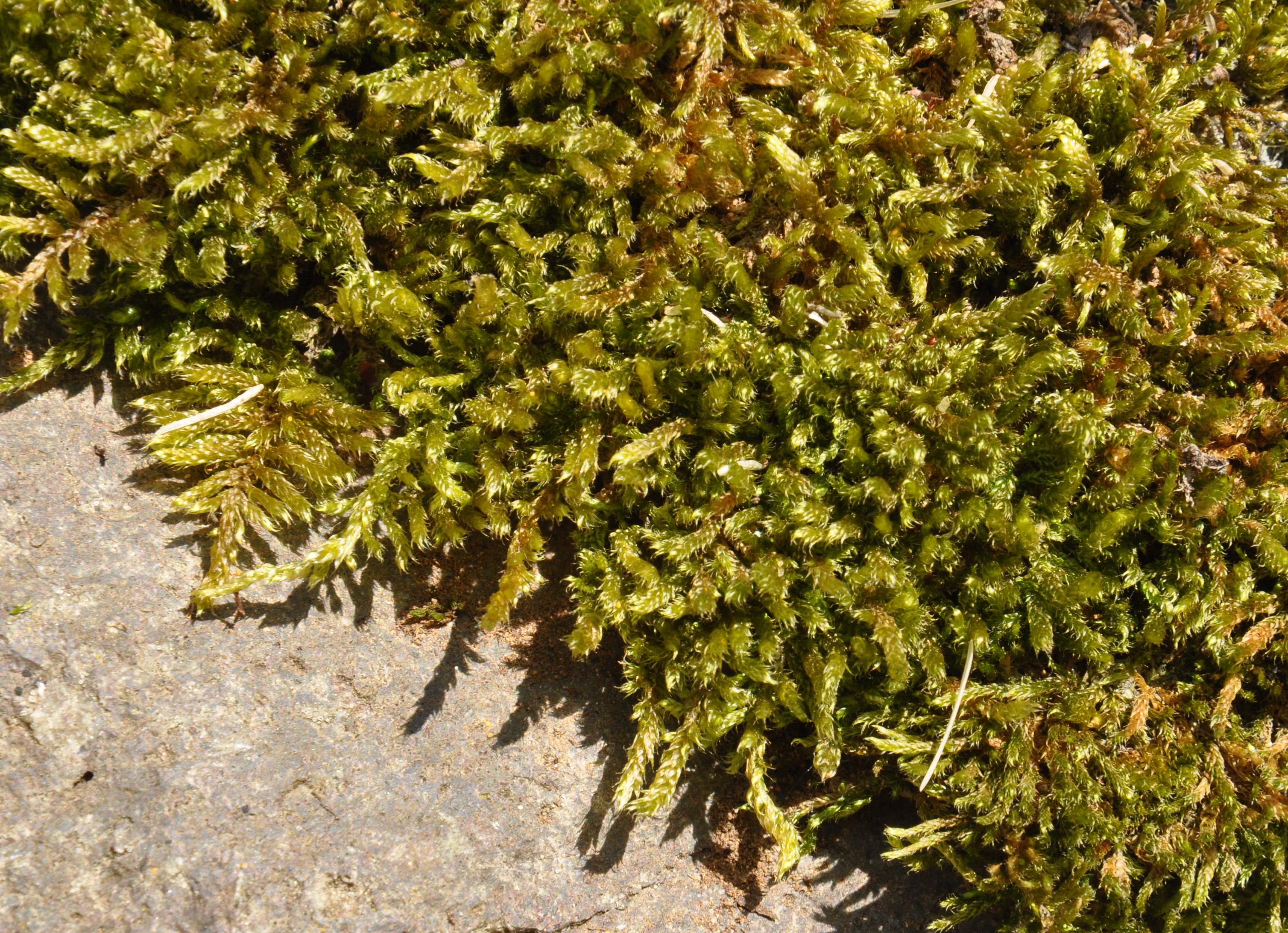 09082013172827 1267 art 1151 hypnum cupressiforme2 dsc 0257