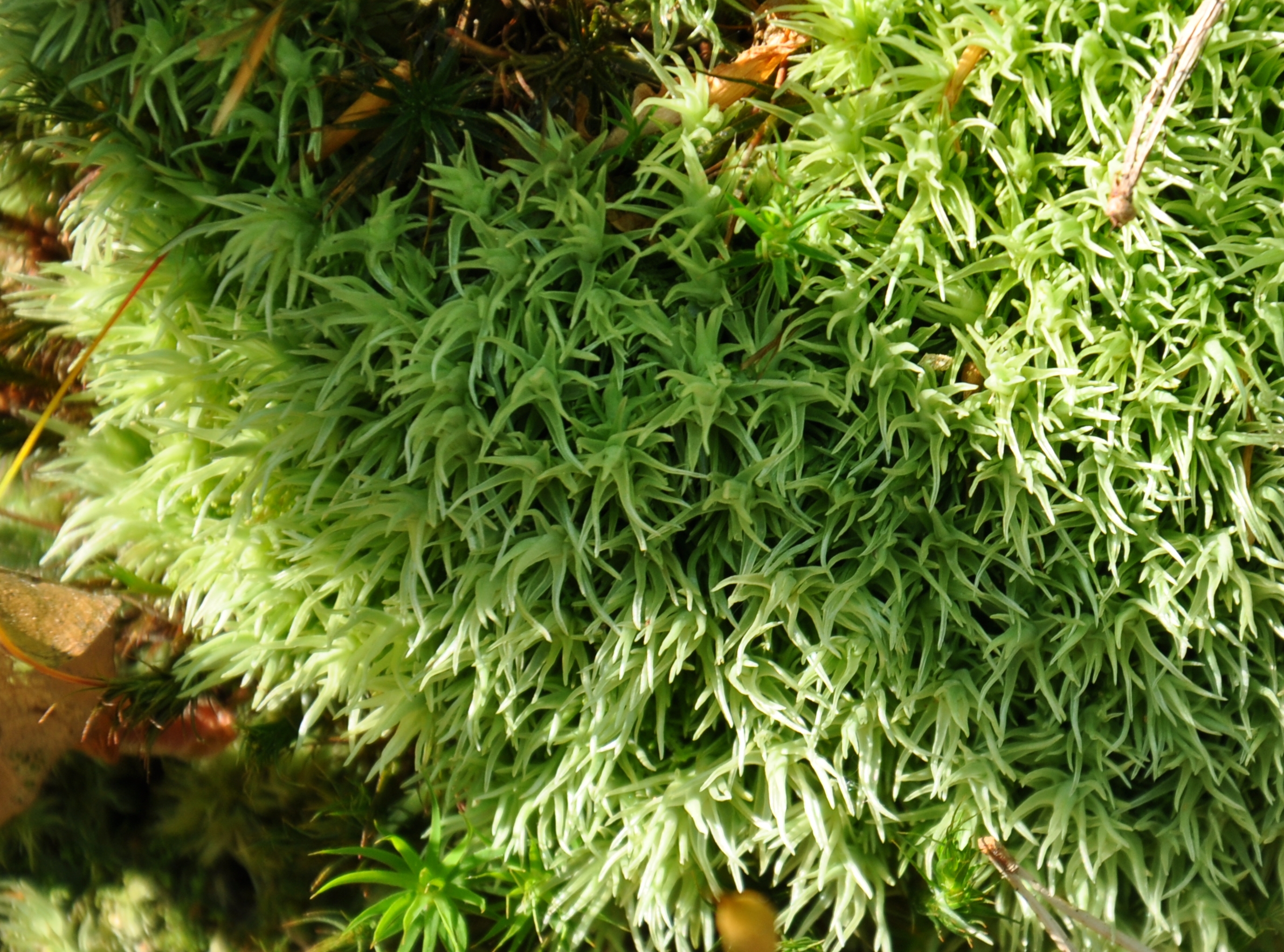 09082013173455 1268 art 1152 leucobryum dsc 0096