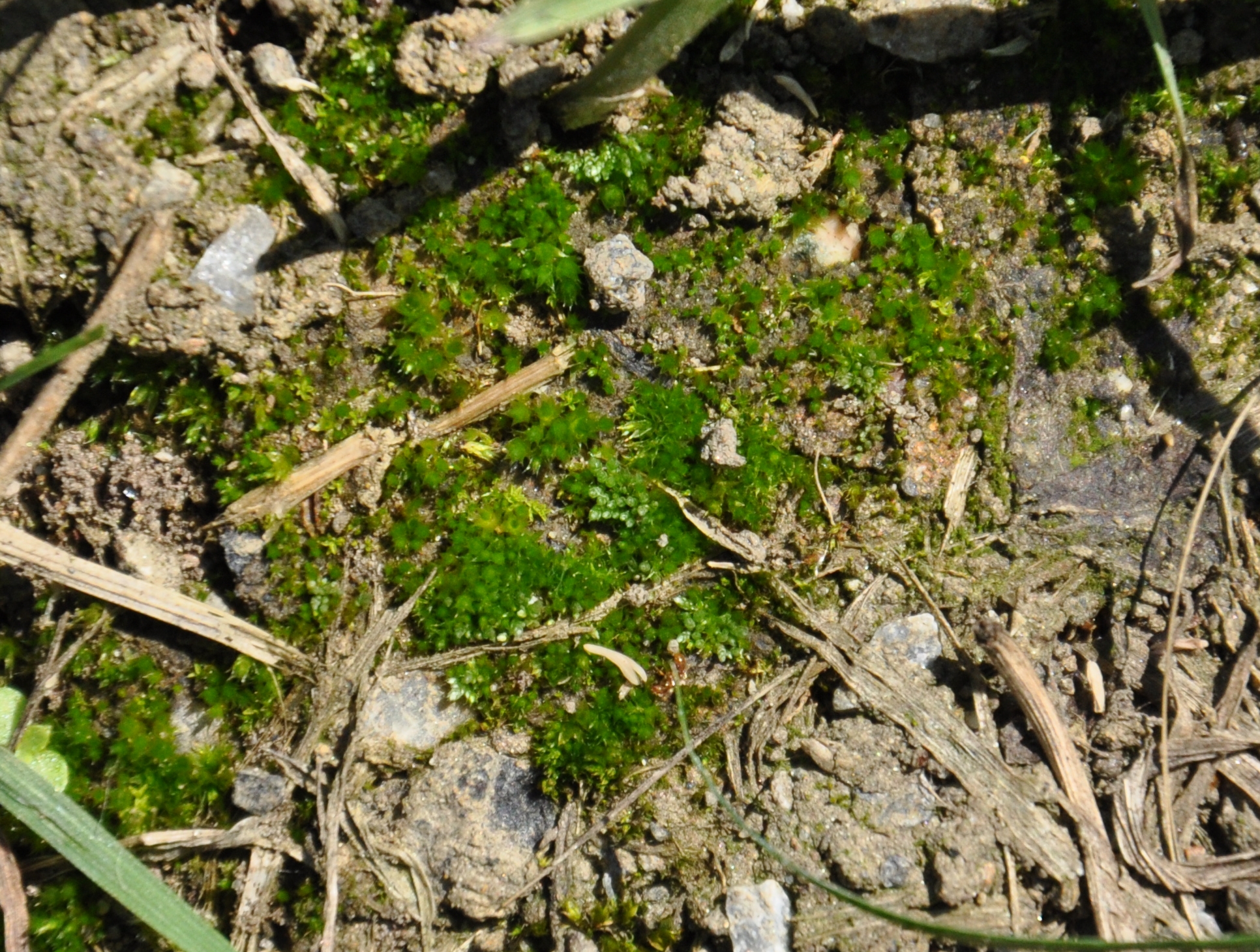 09082013180654 1270 art 1154 bryum rubens dsc 0143