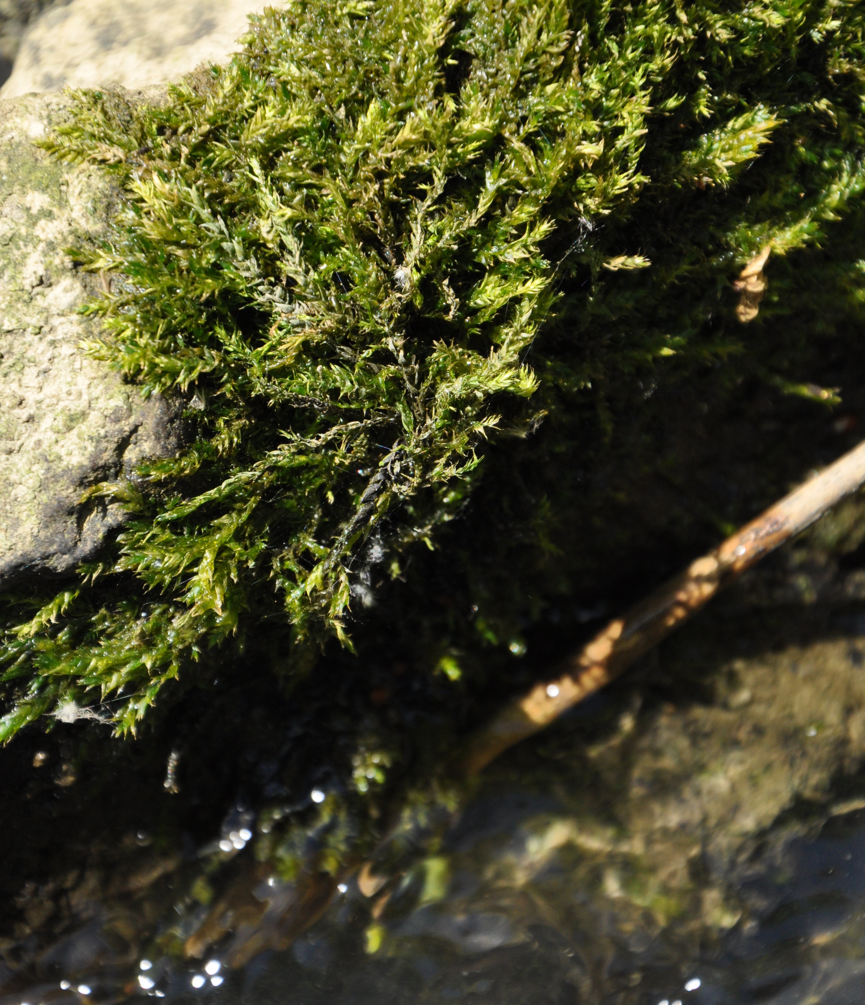 09082013193816 1271 art 1155 brachythec rivulare dsc 0148