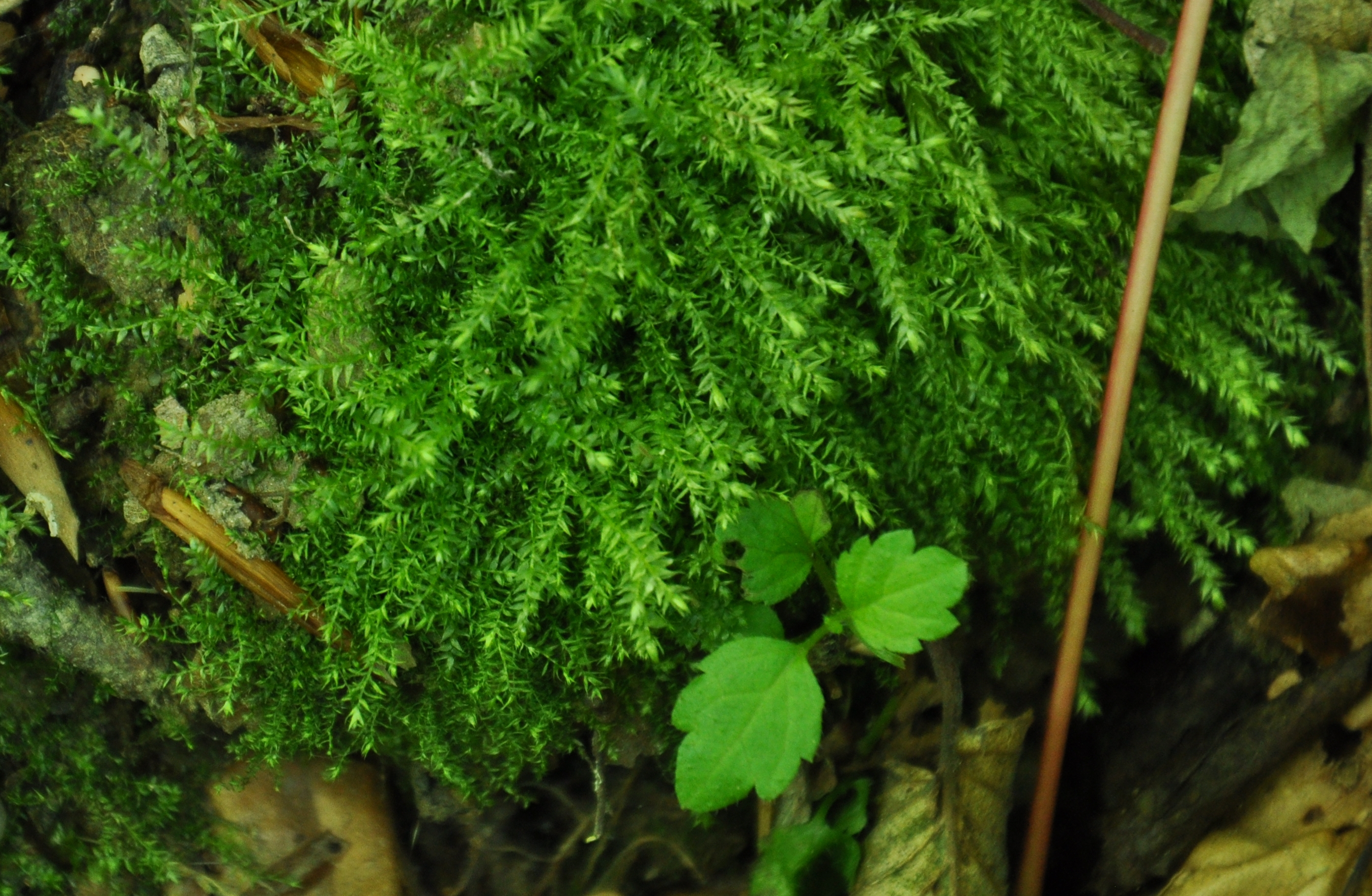 09082013194514 1272 art 1156 plagiothec dsc 0161