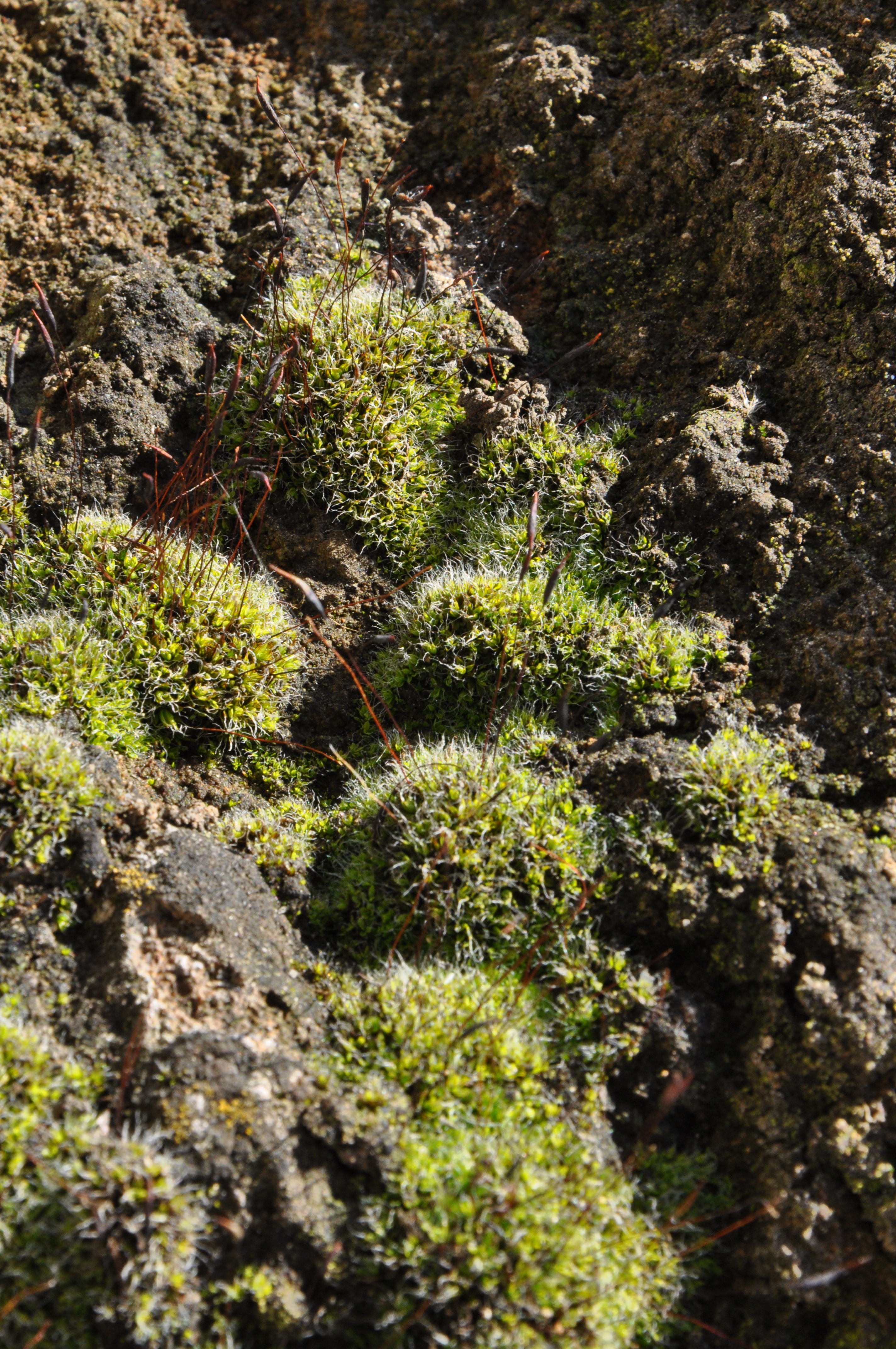 09082013210850 1273 art 1157 tortula muralis dsc 0198